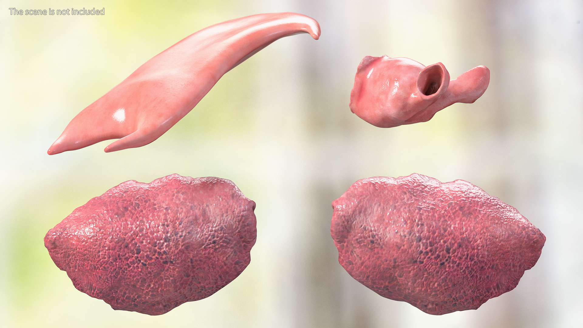 3D Frog Anatomy Complete Body Transparent Skin model
