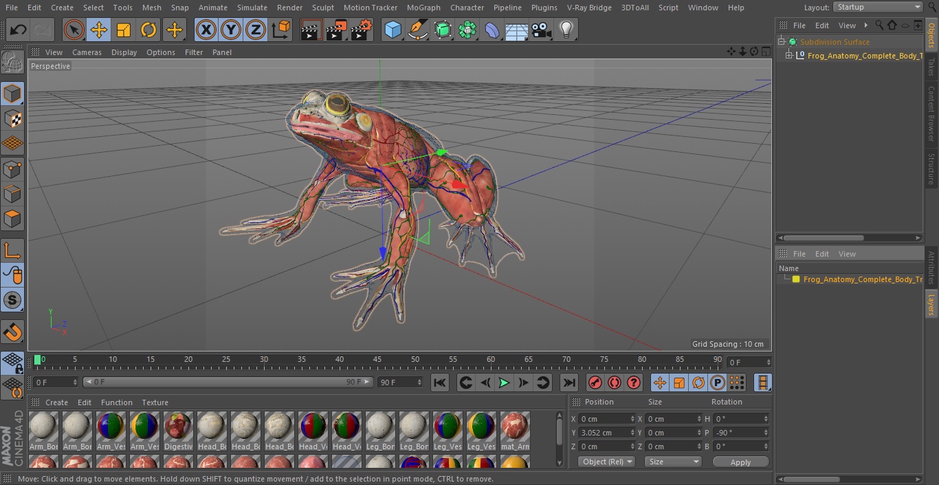3D Frog Anatomy Complete Body Transparent Skin model