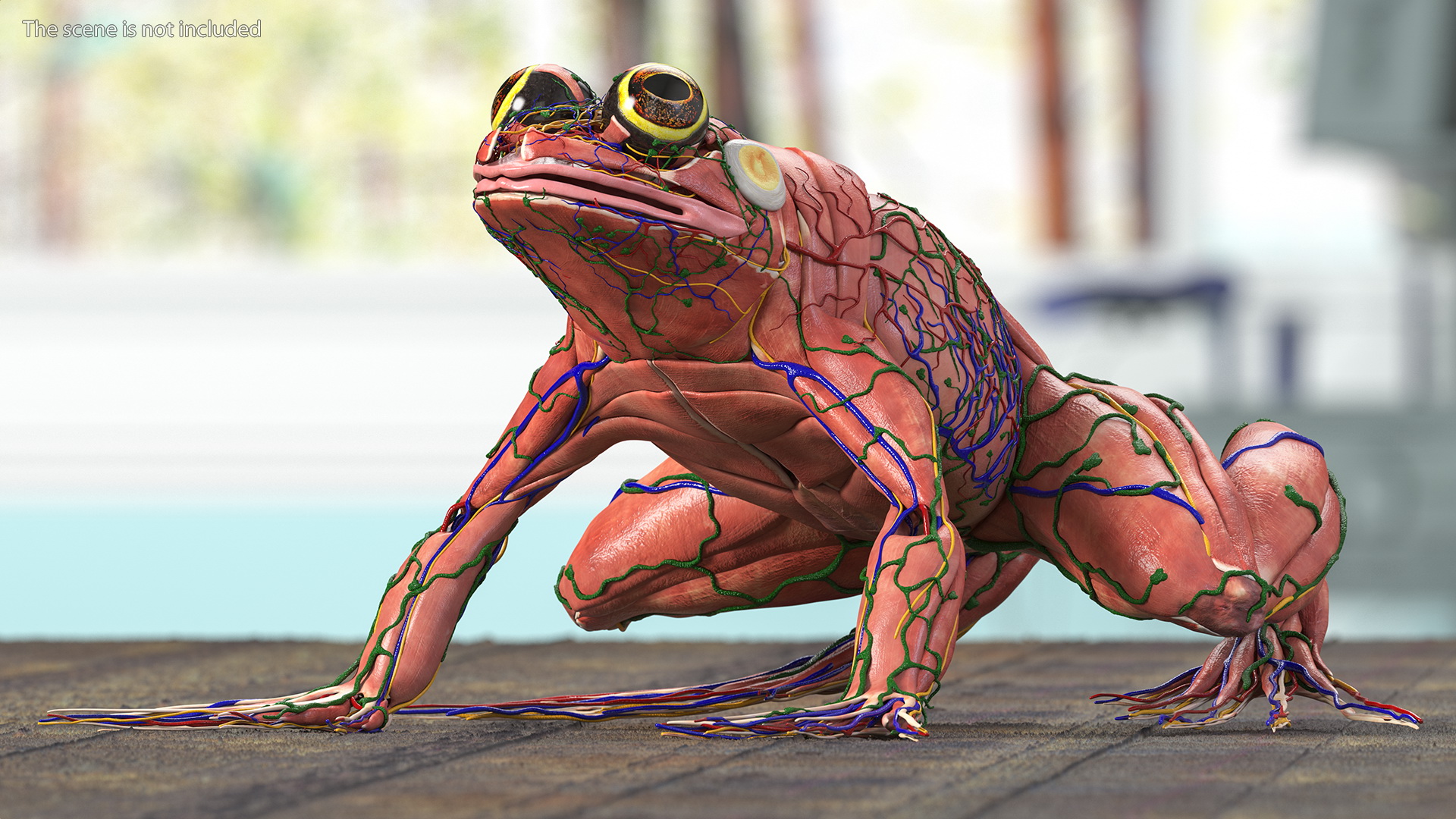 3D Frog Anatomy Complete Body Transparent Skin model