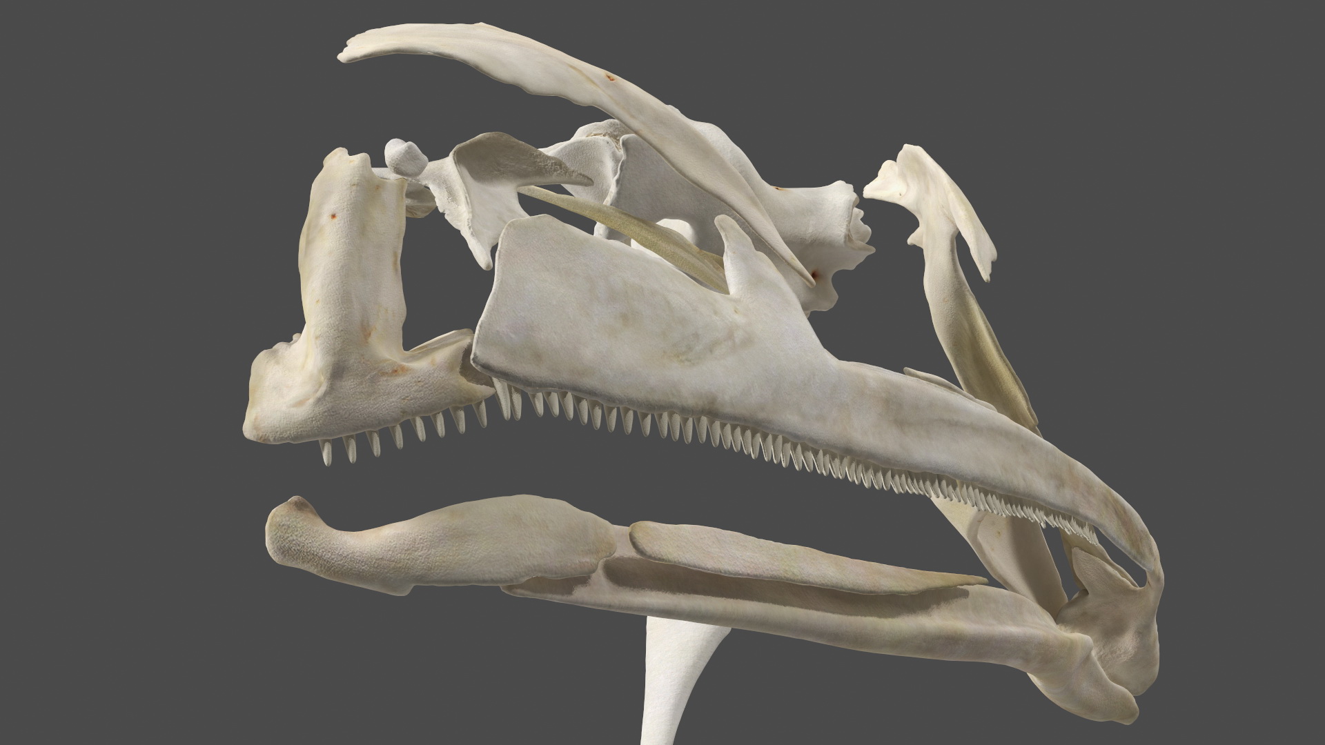 3D Frog Anatomy Complete Body Transparent Skin model