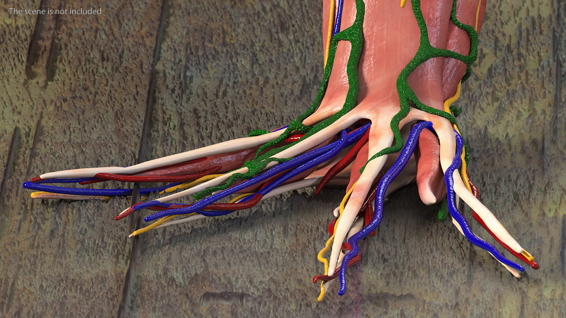 3D Frog Anatomy Complete Body Transparent Skin model