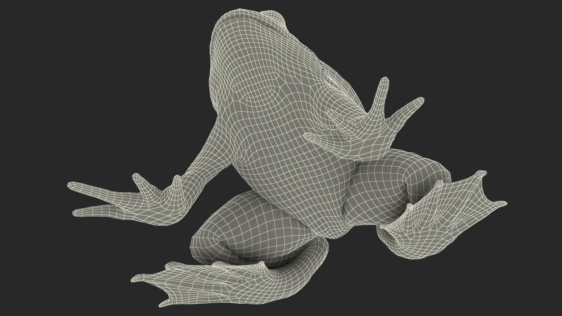 3D Frog Anatomy Complete Body Transparent Skin model