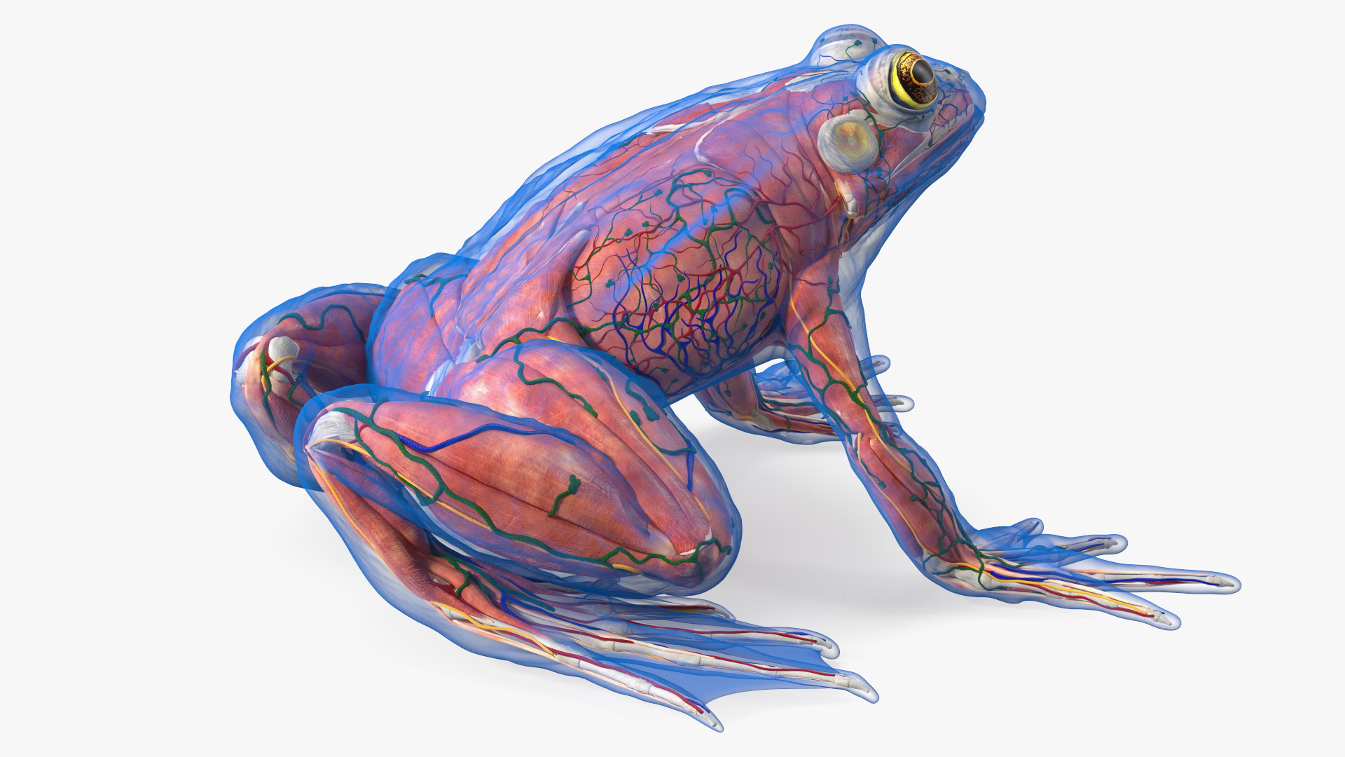 3D Frog Anatomy Complete Body Transparent Skin model