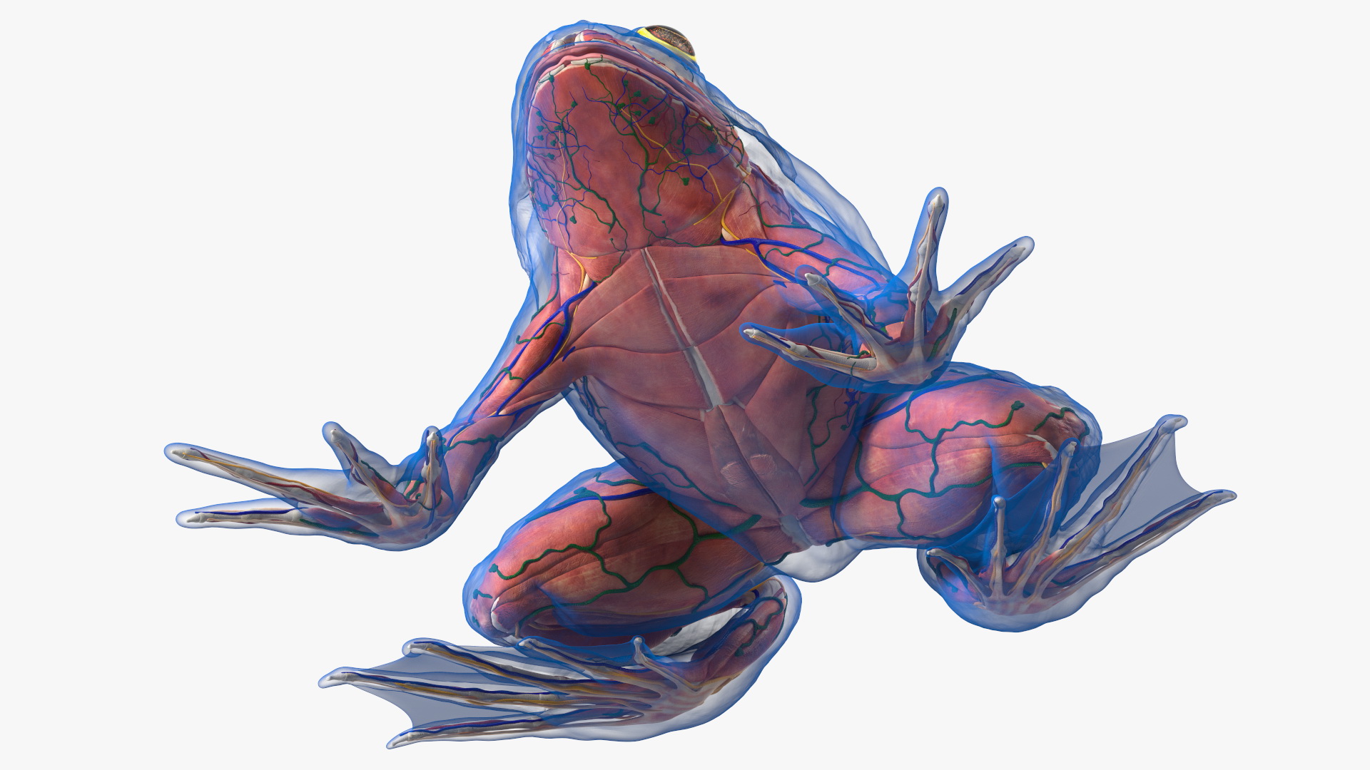 3D Frog Anatomy Complete Body Transparent Skin model