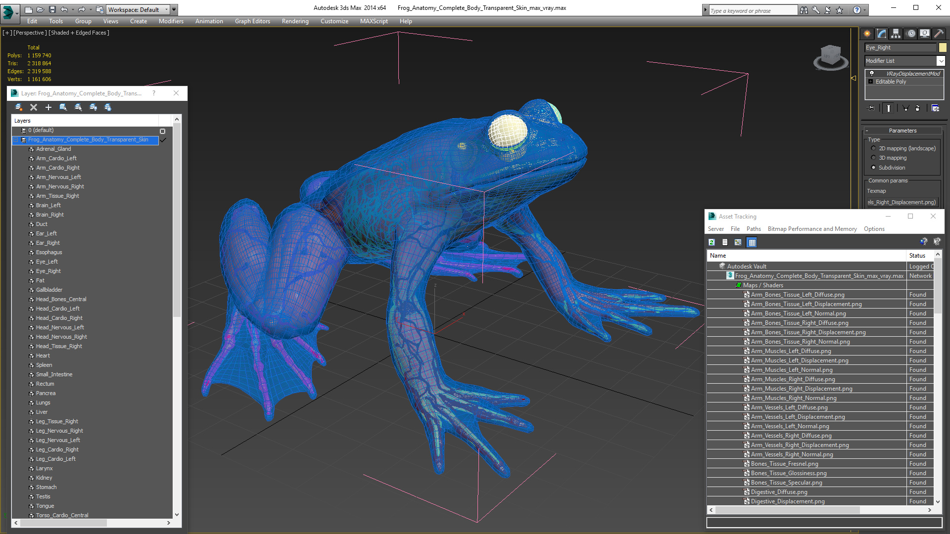 3D Frog Anatomy Complete Body Transparent Skin model