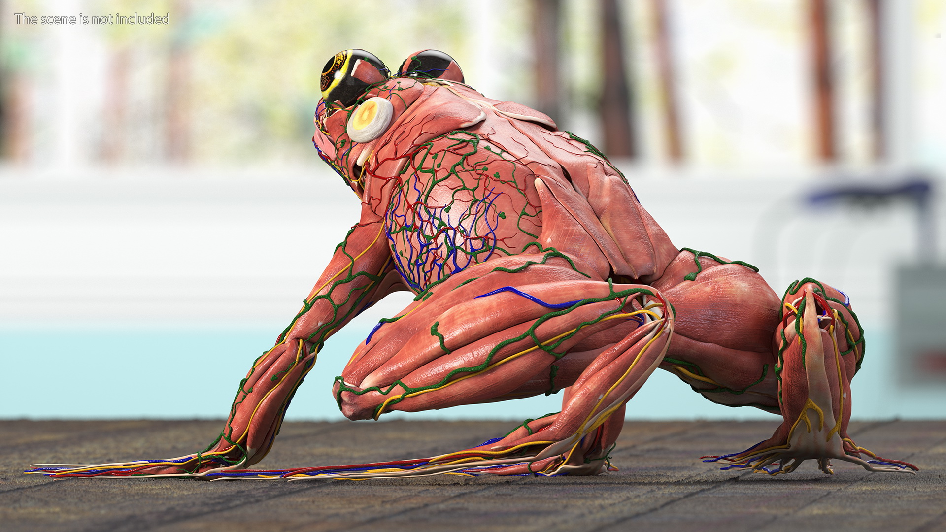 3D Frog Anatomy Complete Body Transparent Skin model