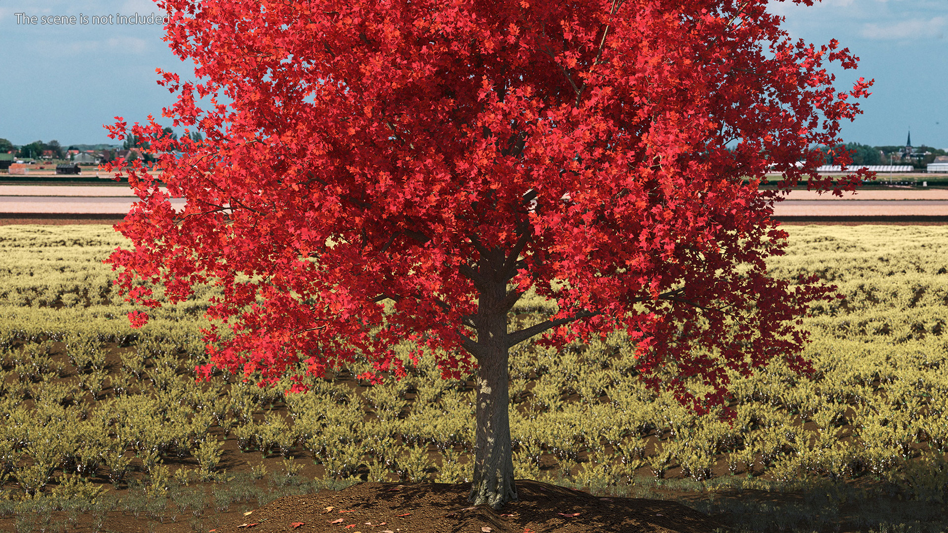 Autumn Maple Tree 3D