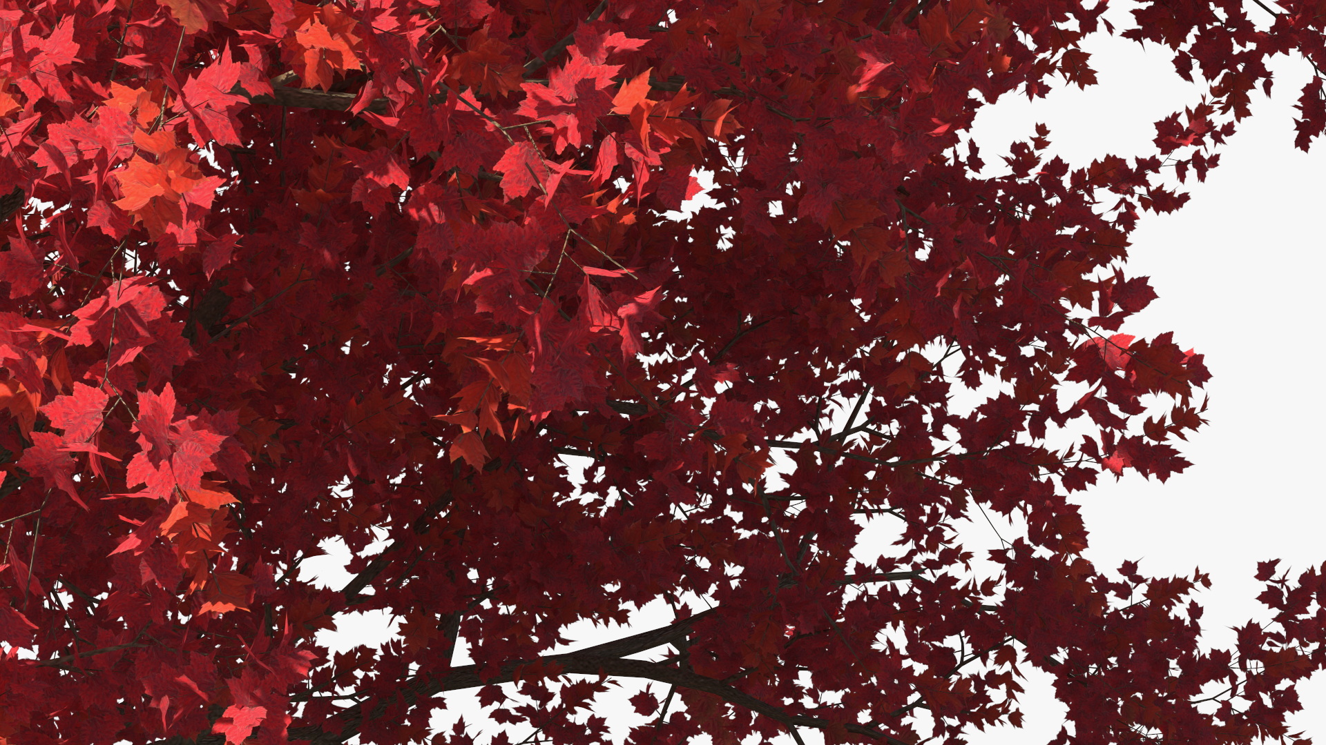 Autumn Maple Tree 3D