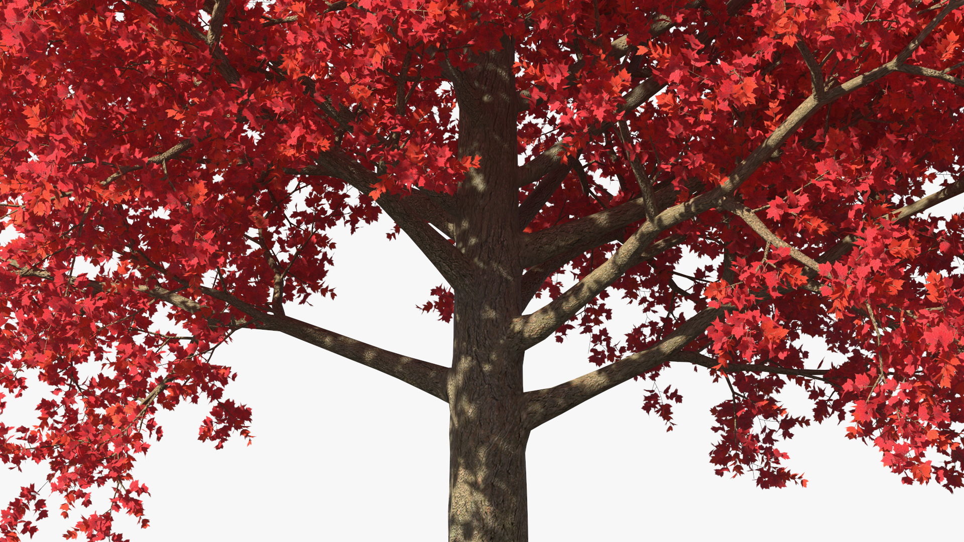 Autumn Maple Tree 3D