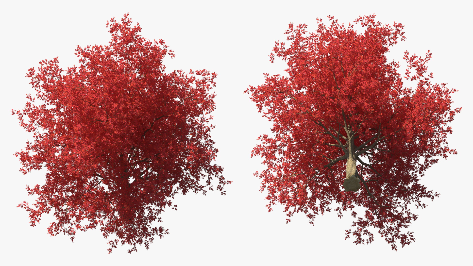 Autumn Maple Tree 3D
