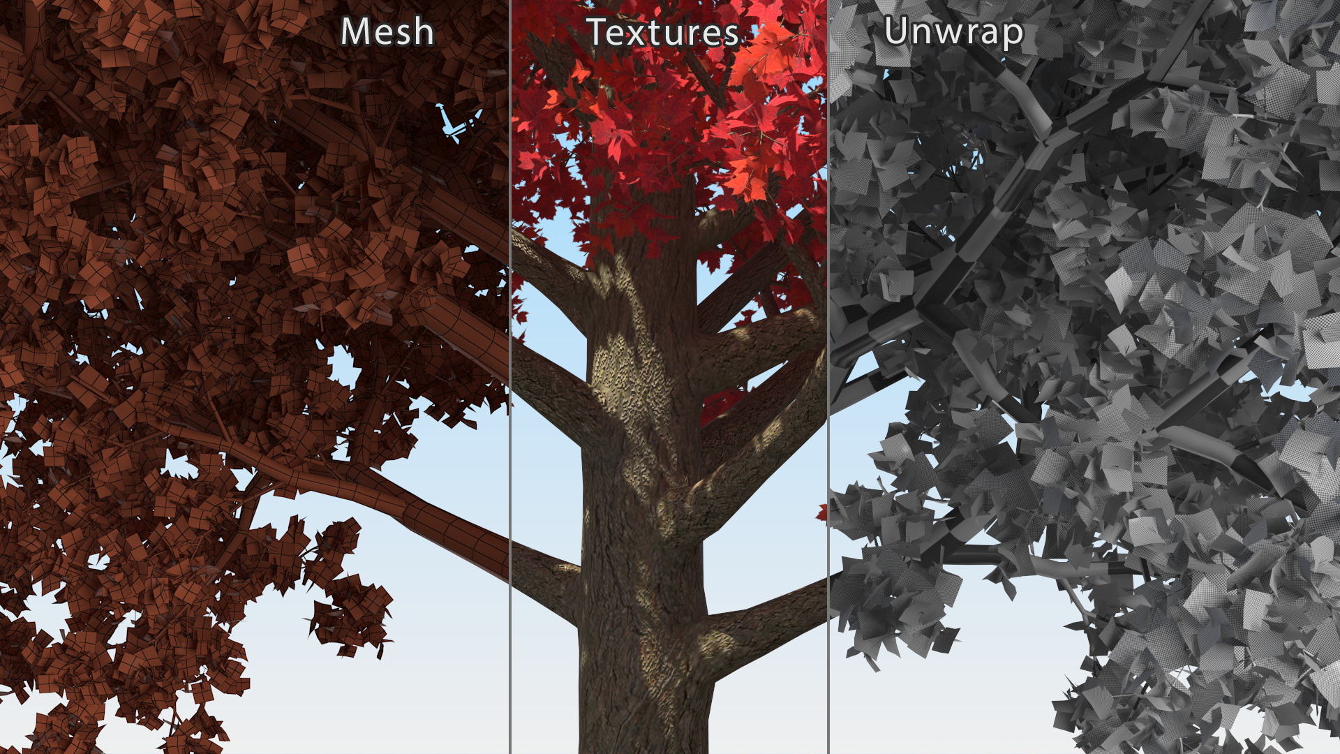 Autumn Maple Tree 3D