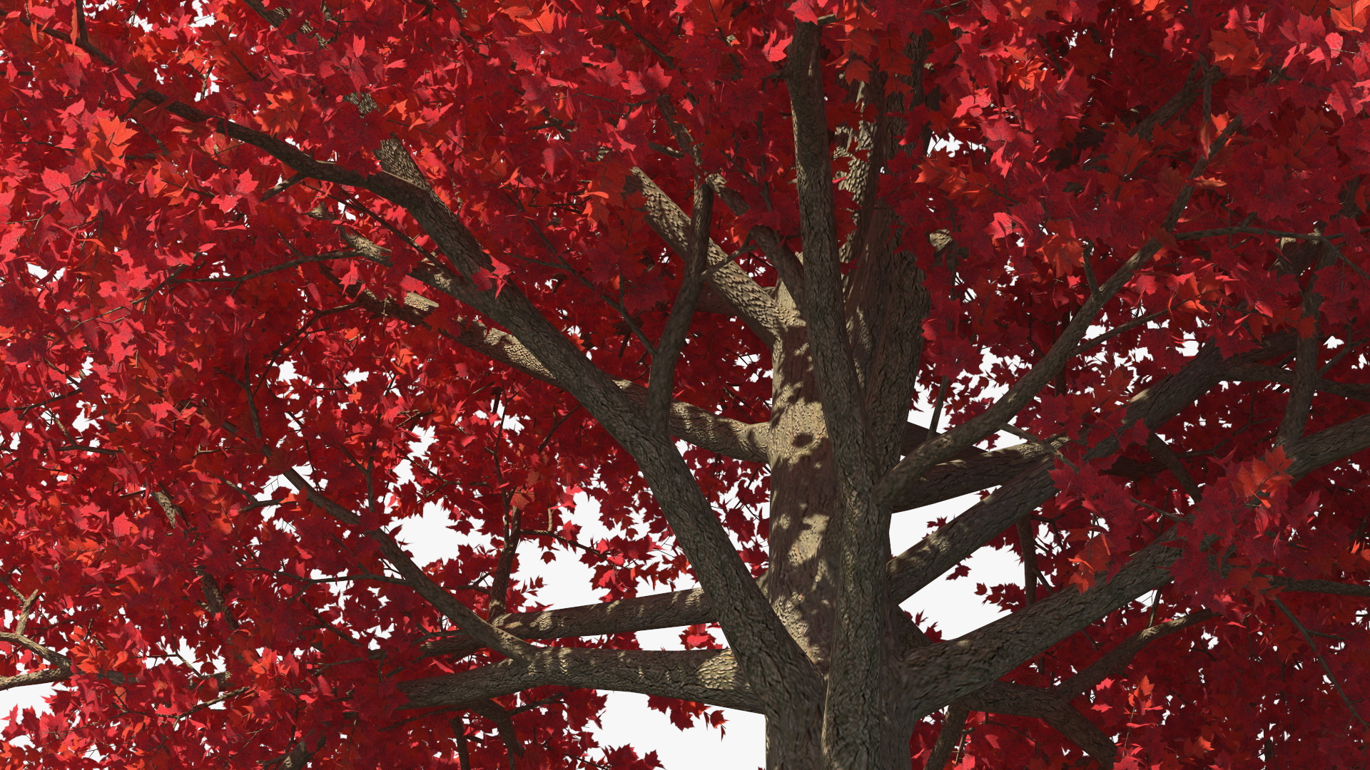 Autumn Maple Tree 3D