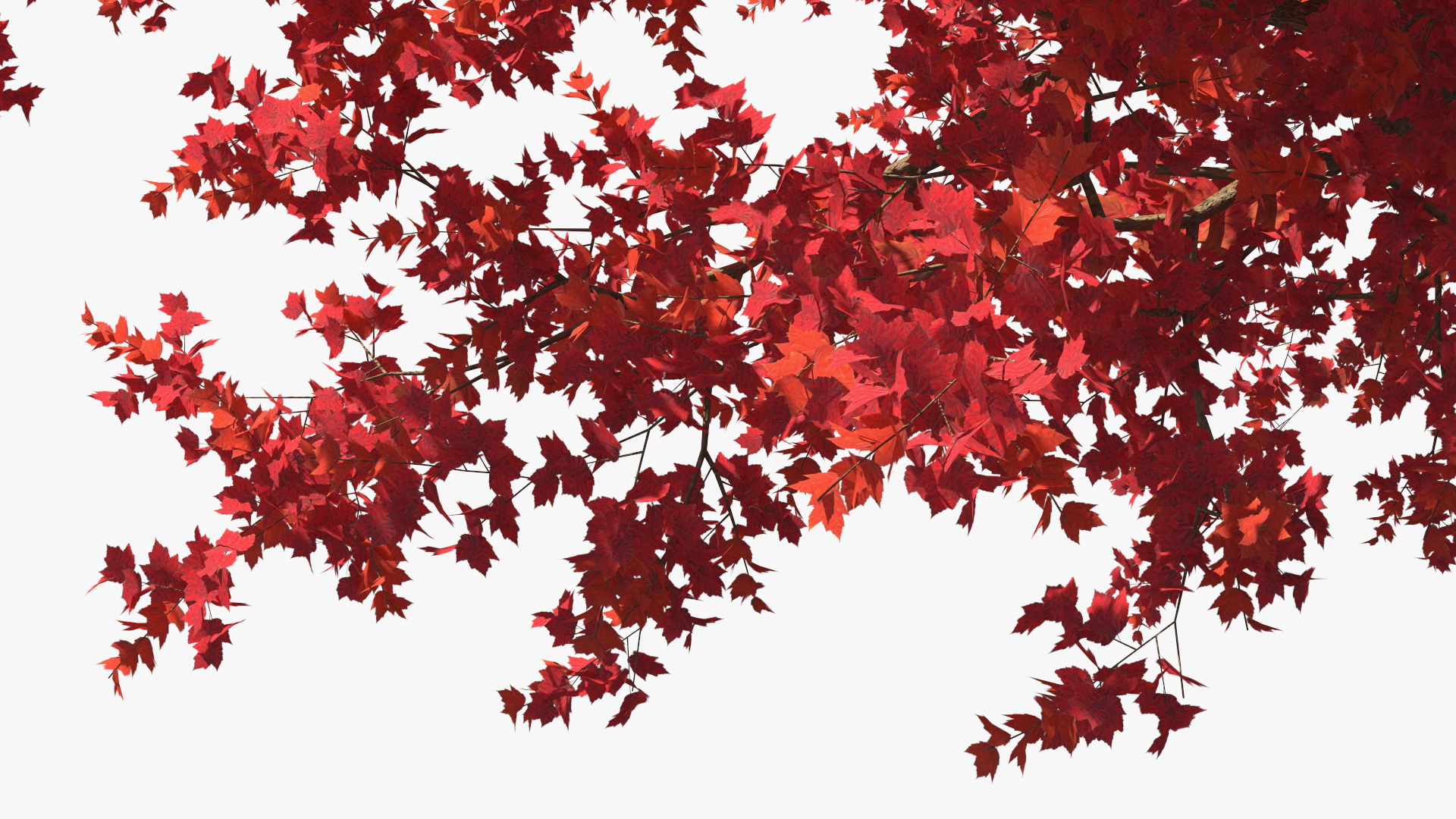 Autumn Maple Tree 3D