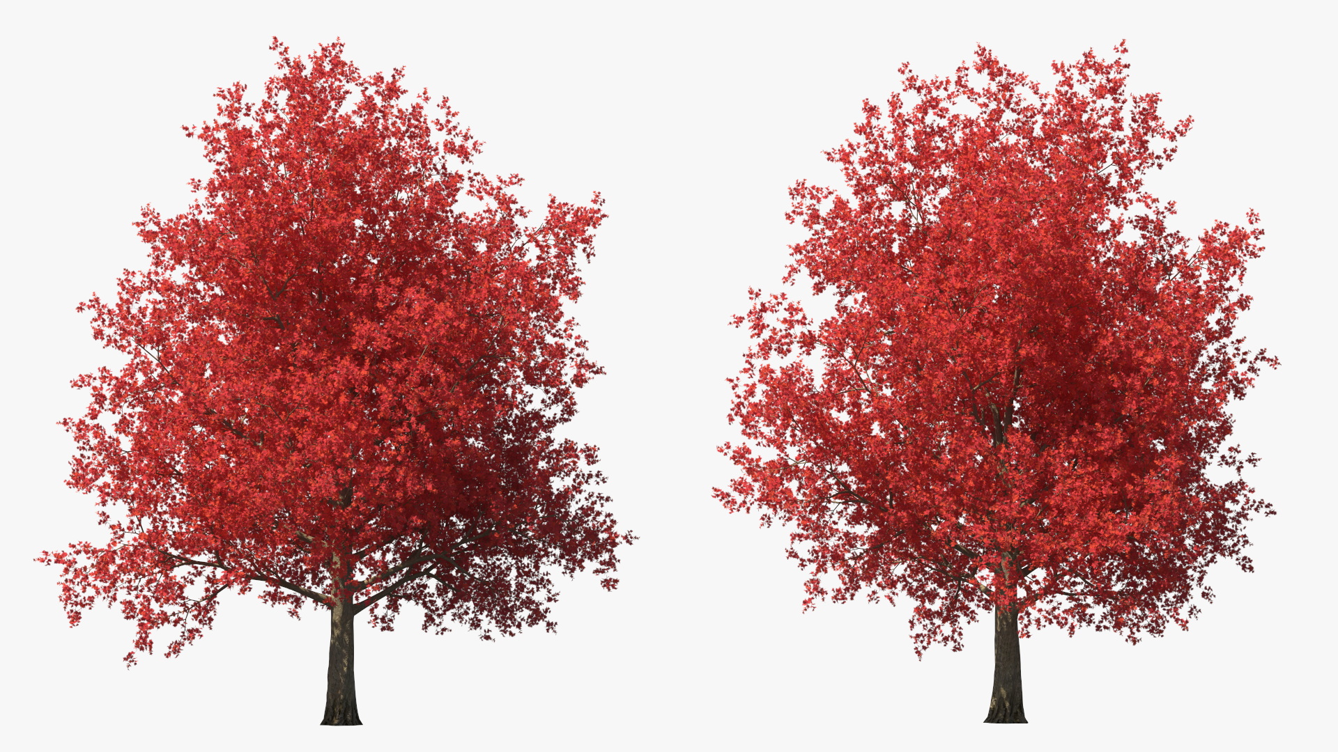 Autumn Maple Tree 3D