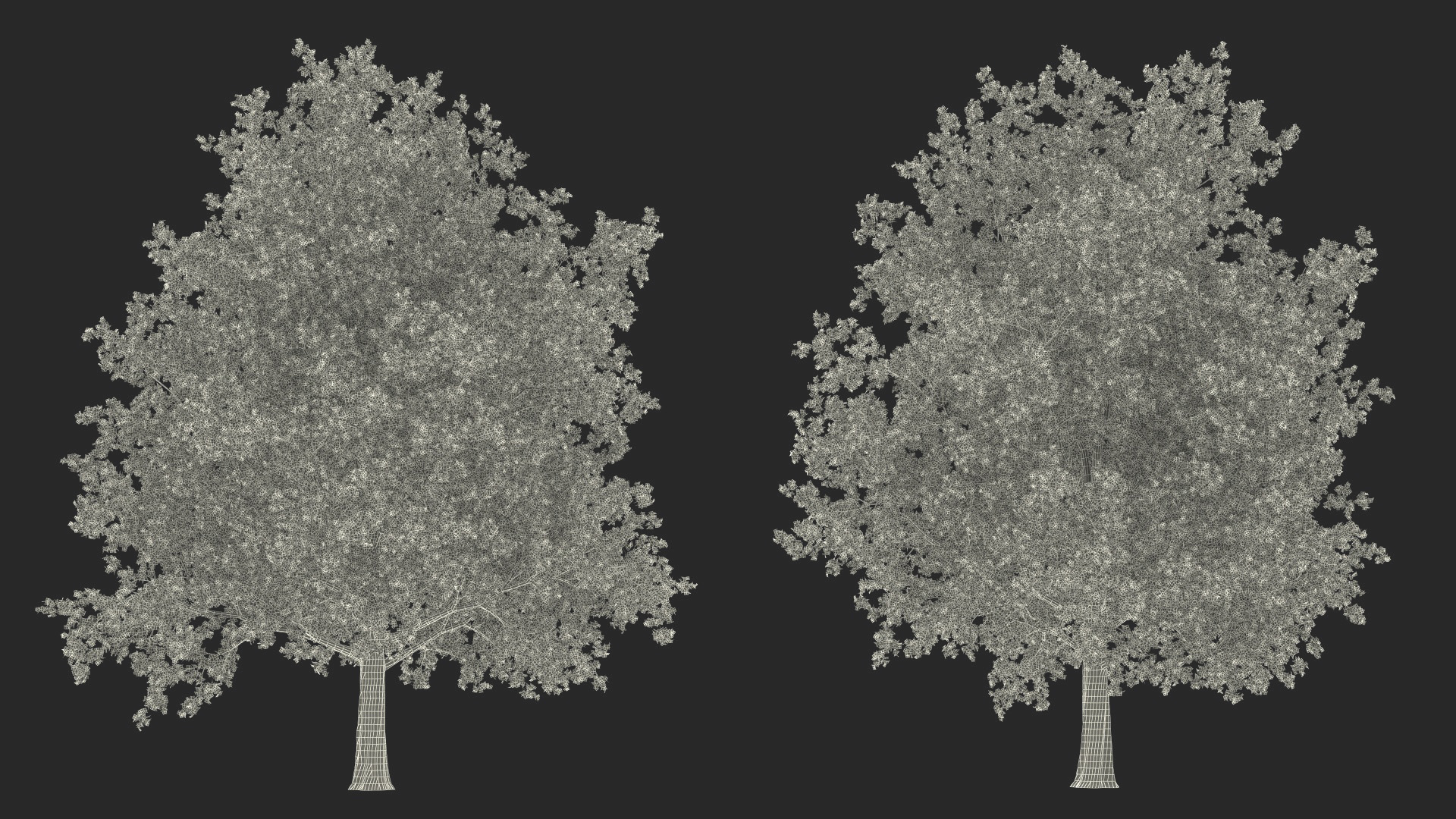 Autumn Maple Tree 3D