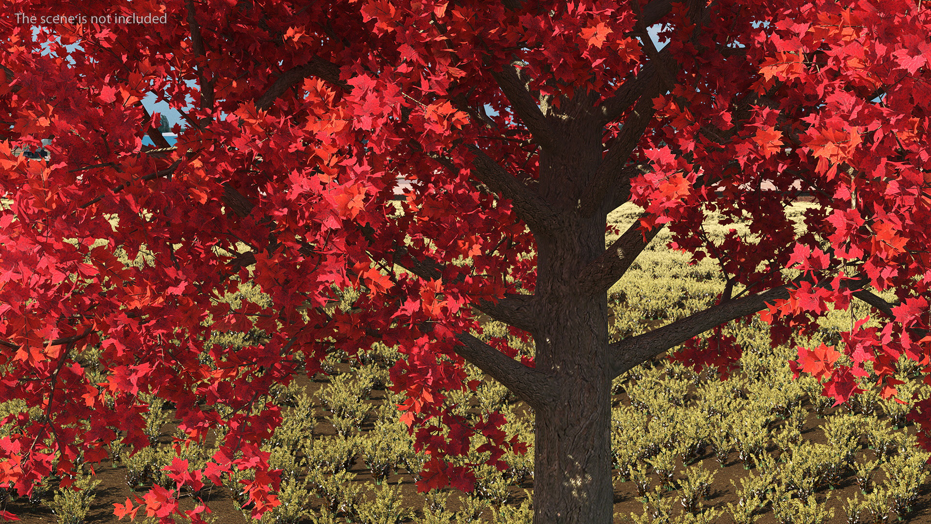 Autumn Maple Tree 3D