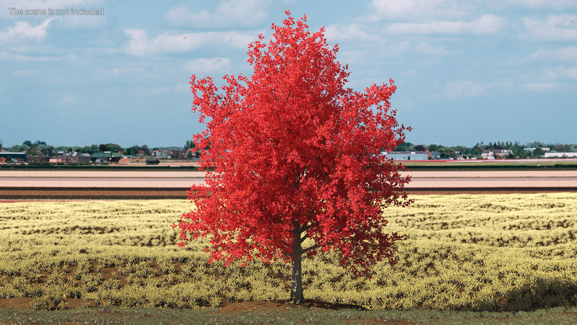 Autumn Maple Tree 3D