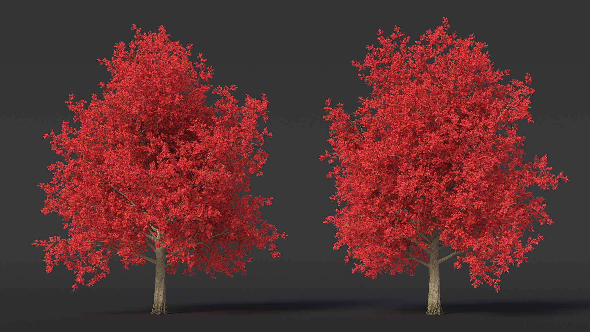 Autumn Maple Tree 3D