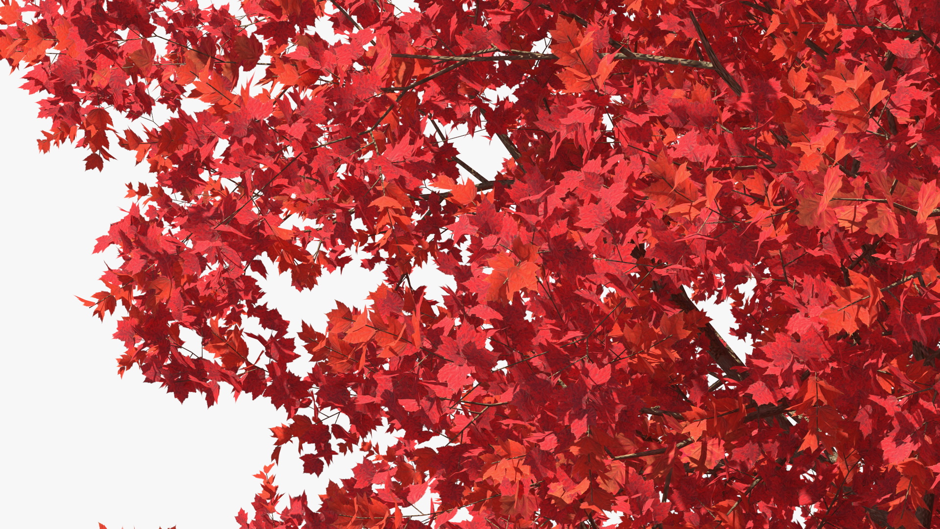 Autumn Maple Tree 3D