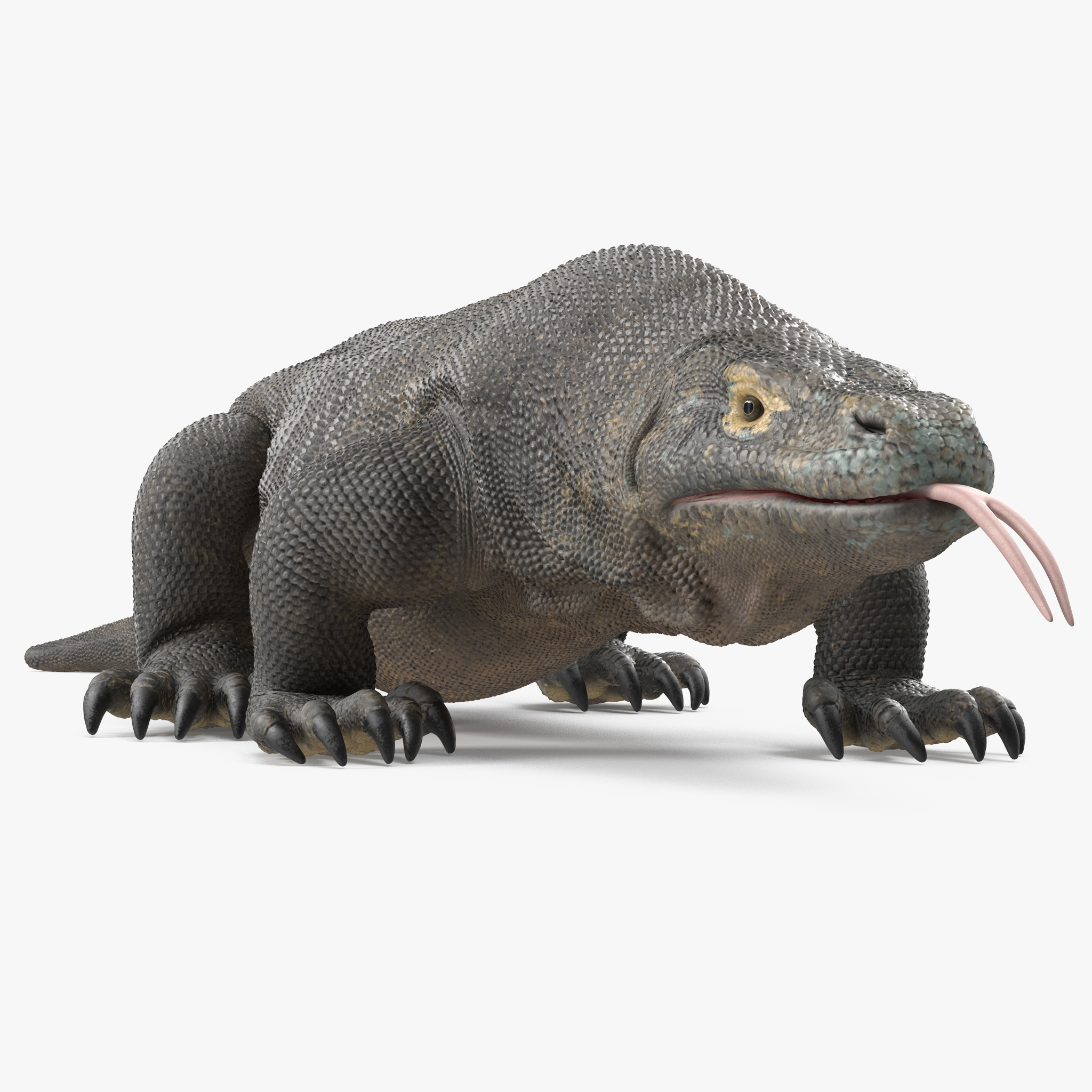 Komodo Dragon, view 7