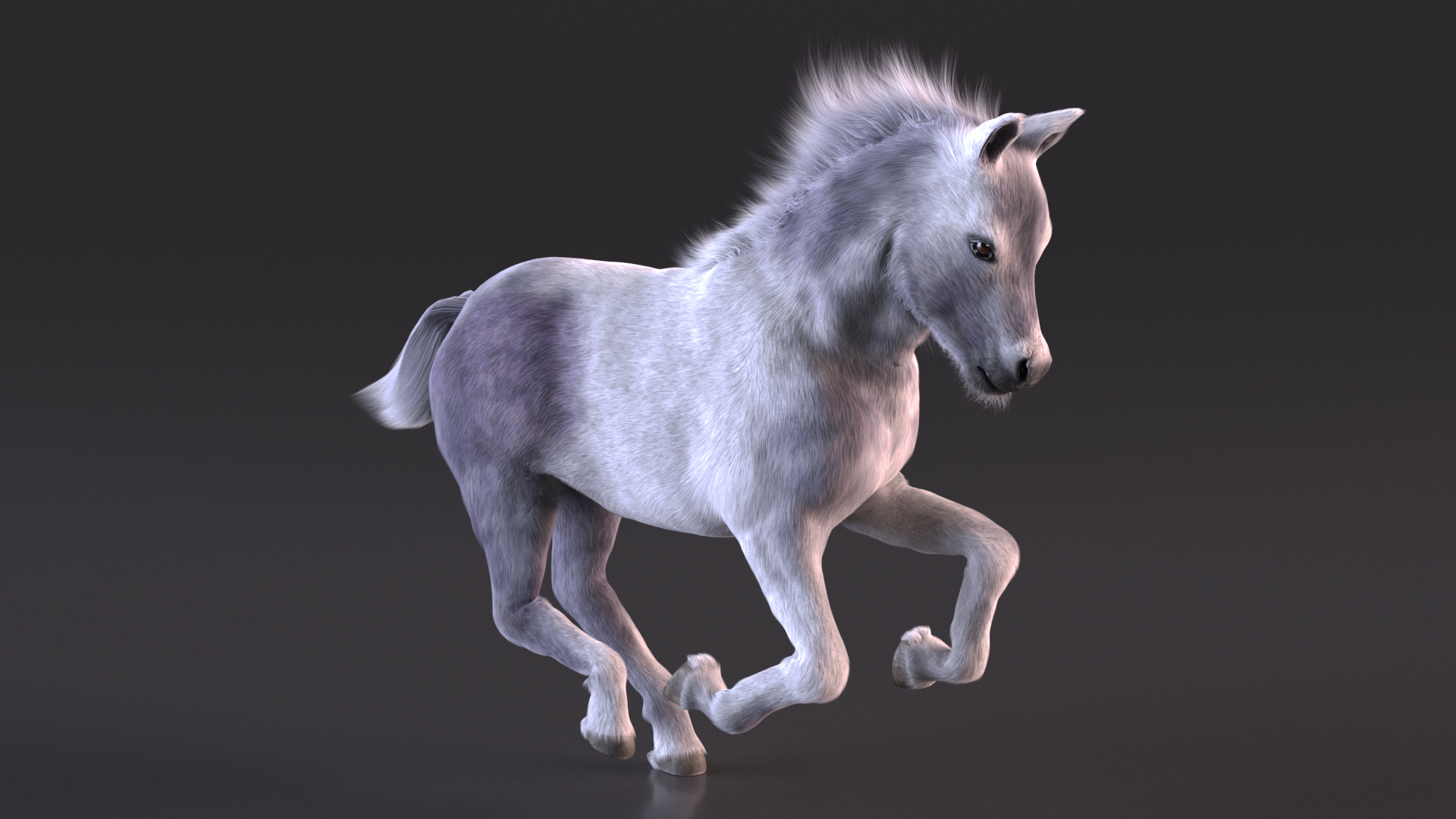 3D Running Shetland Pony White Fur