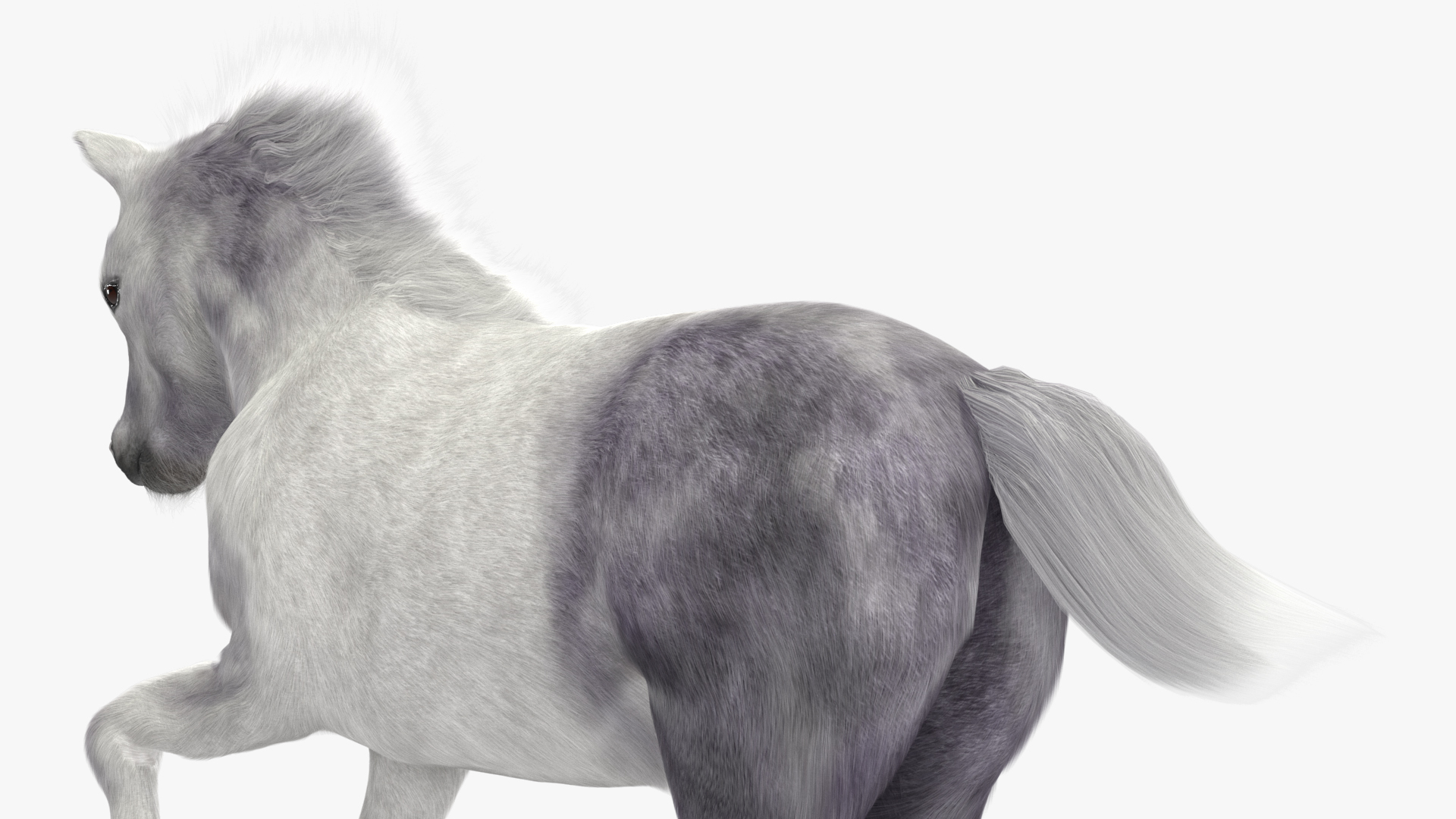 3D Running Shetland Pony White Fur