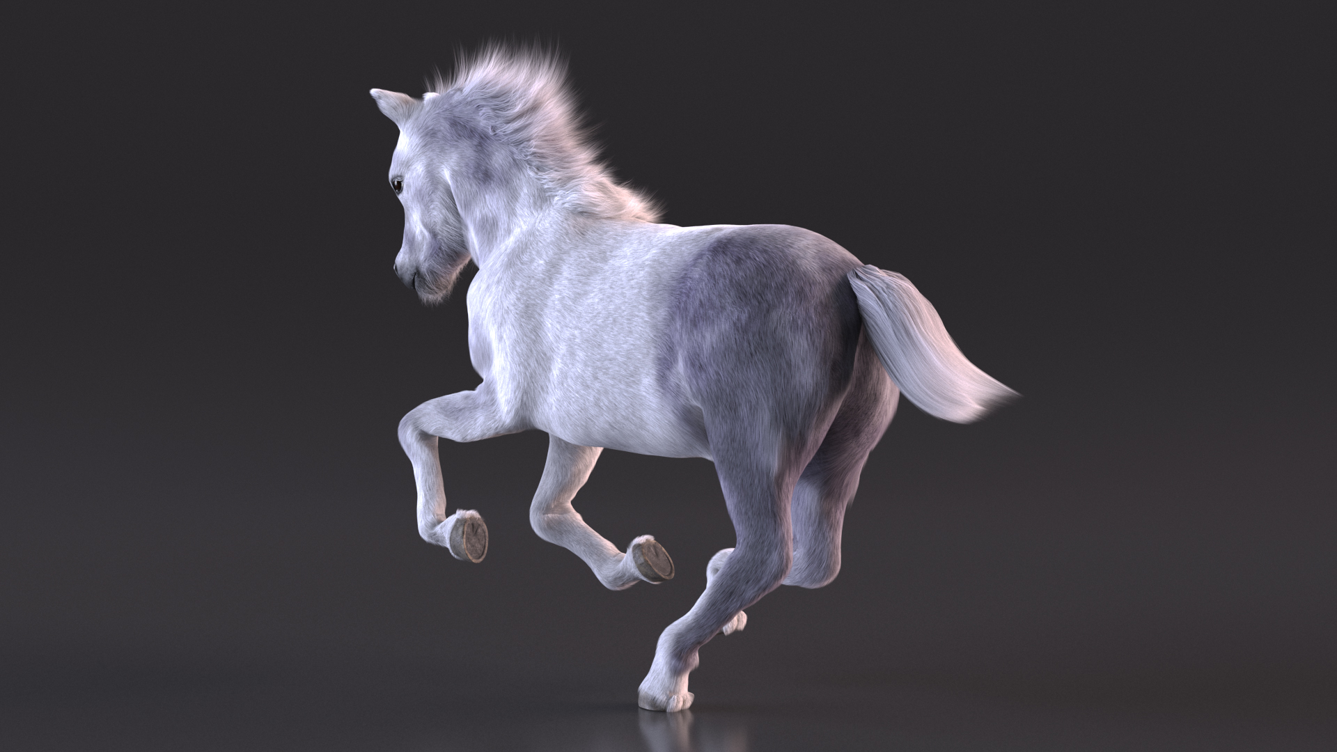 3D Running Shetland Pony White Fur