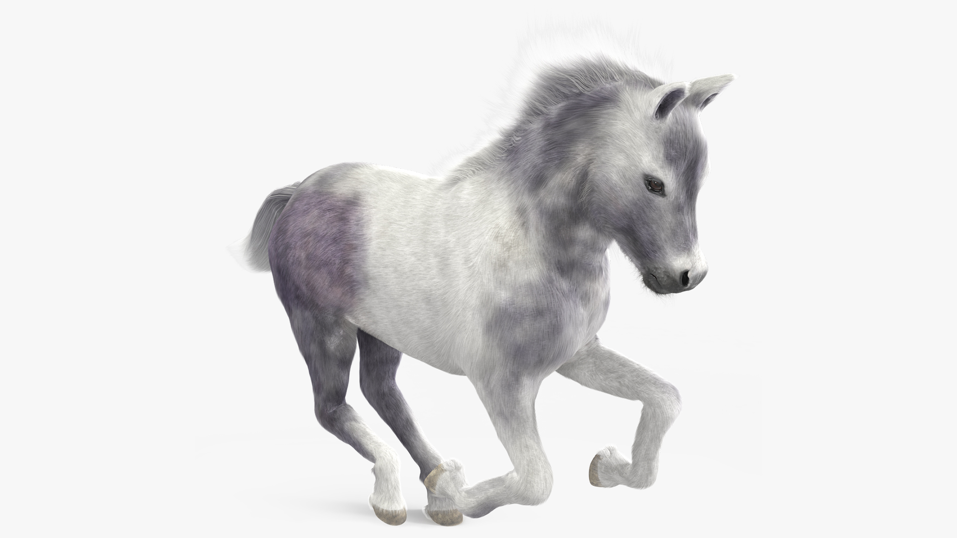 3D Running Shetland Pony White Fur