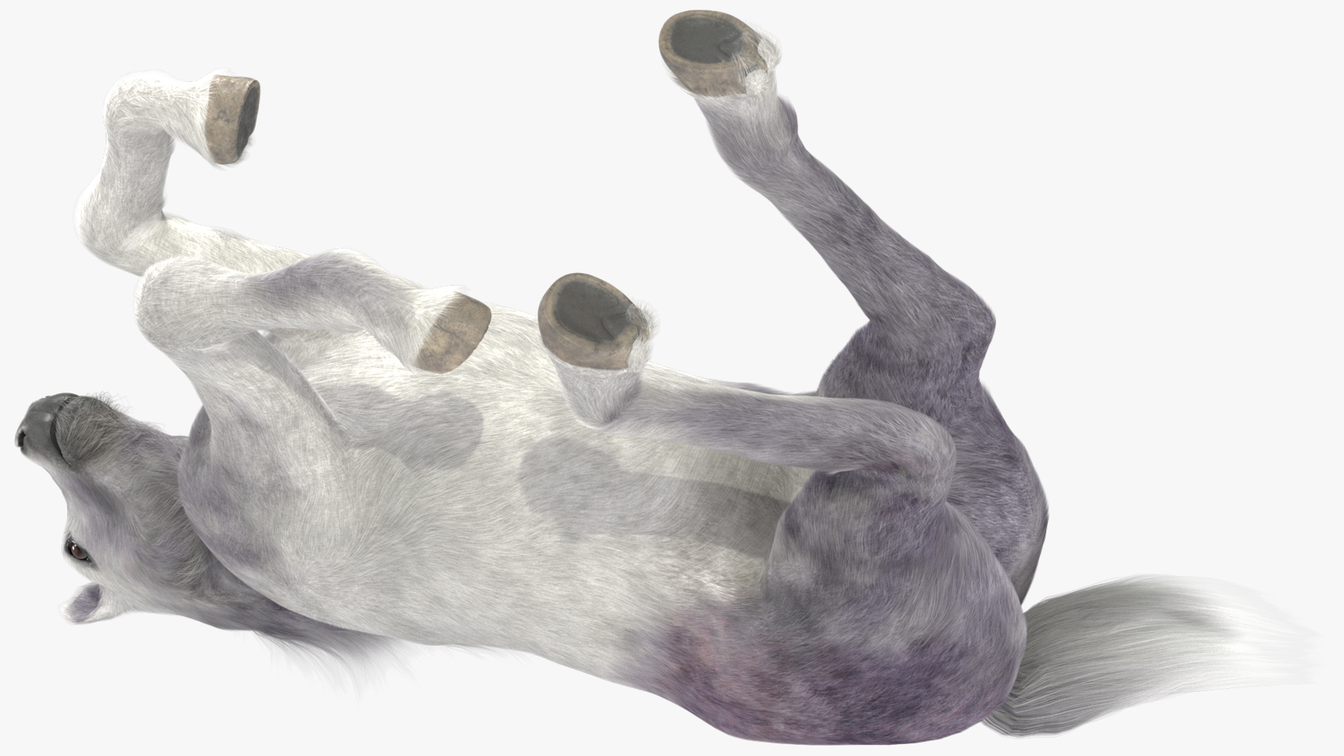 3D Running Shetland Pony White Fur