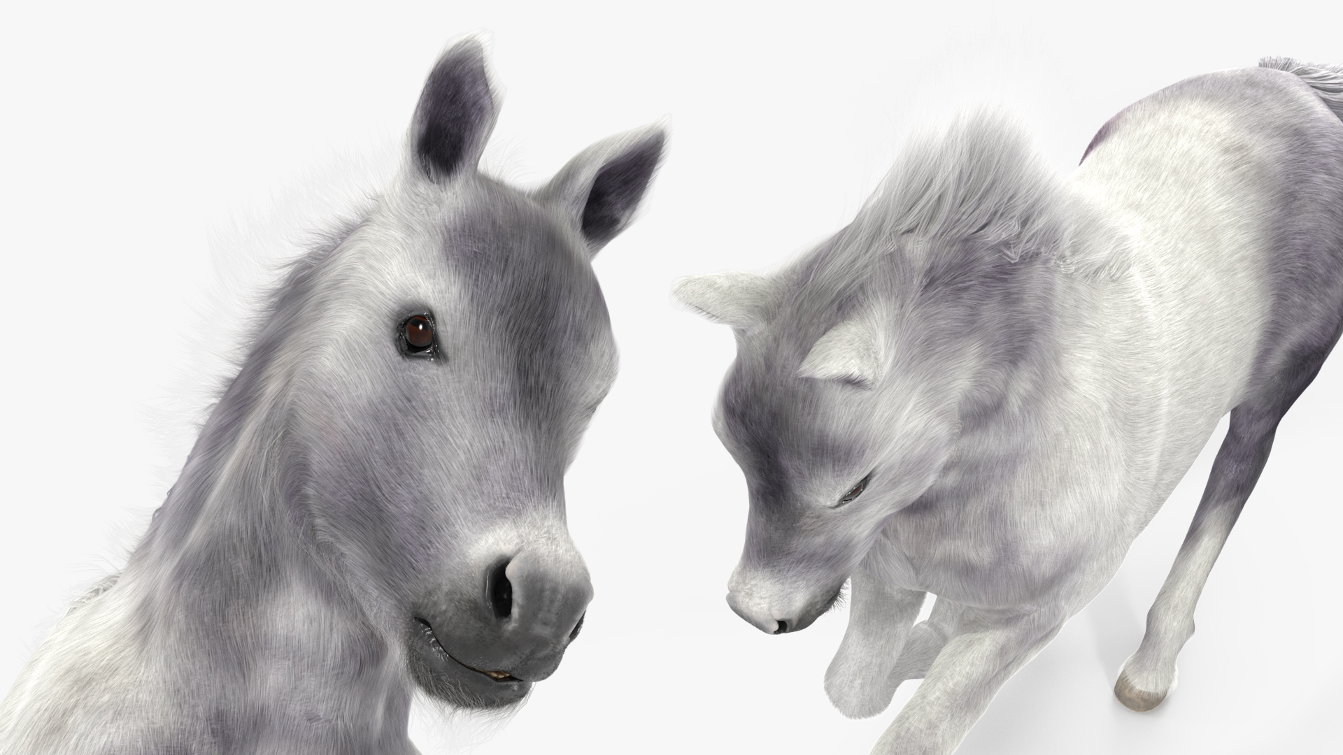 3D Running Shetland Pony White Fur
