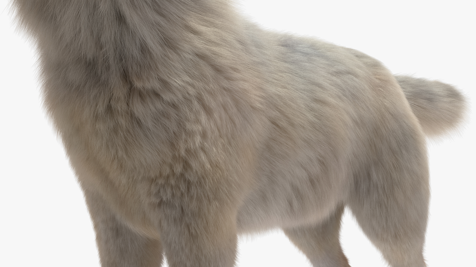 Polar Wolf Fur 3D model