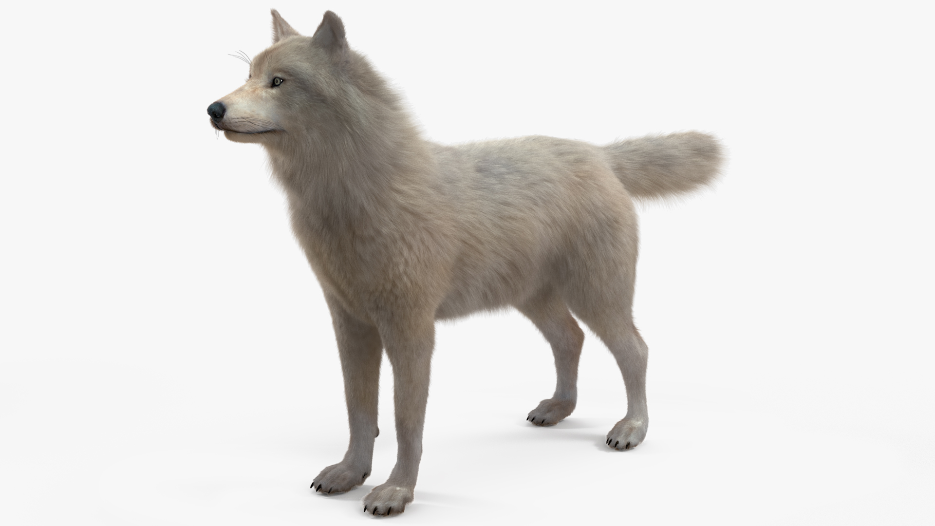 Polar Wolf Fur 3D model