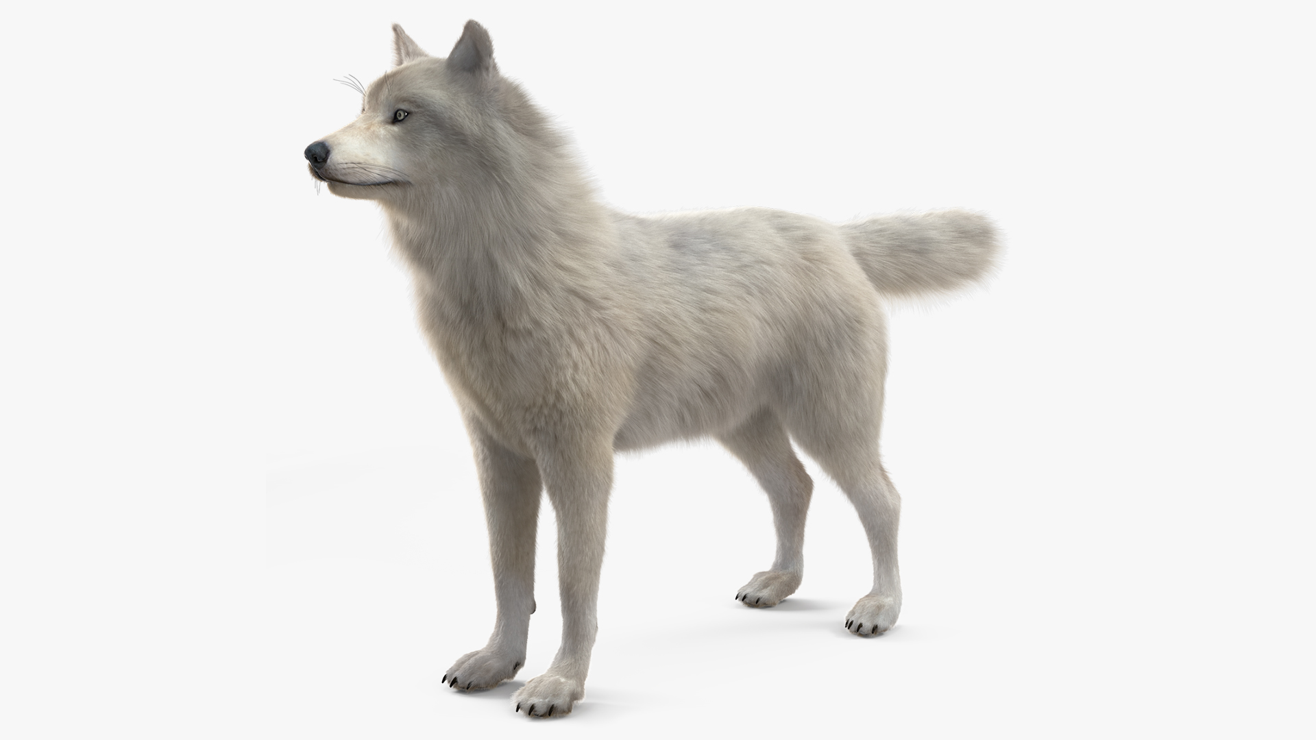 Polar Wolf Fur 3D model