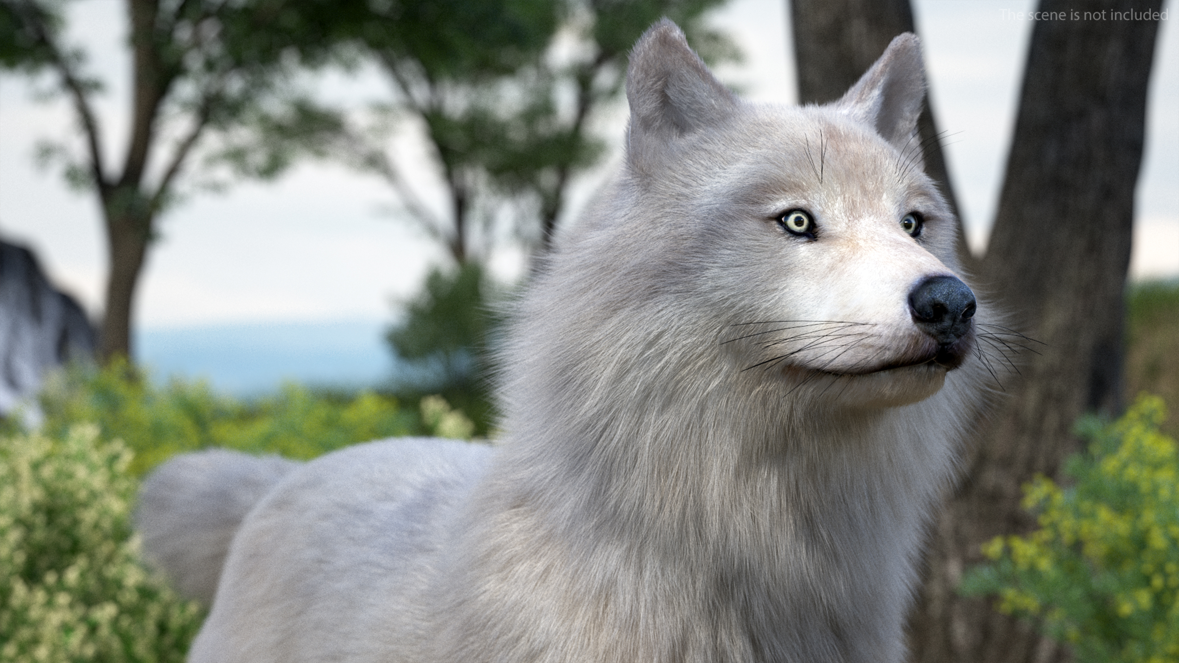 Polar Wolf Fur 3D model