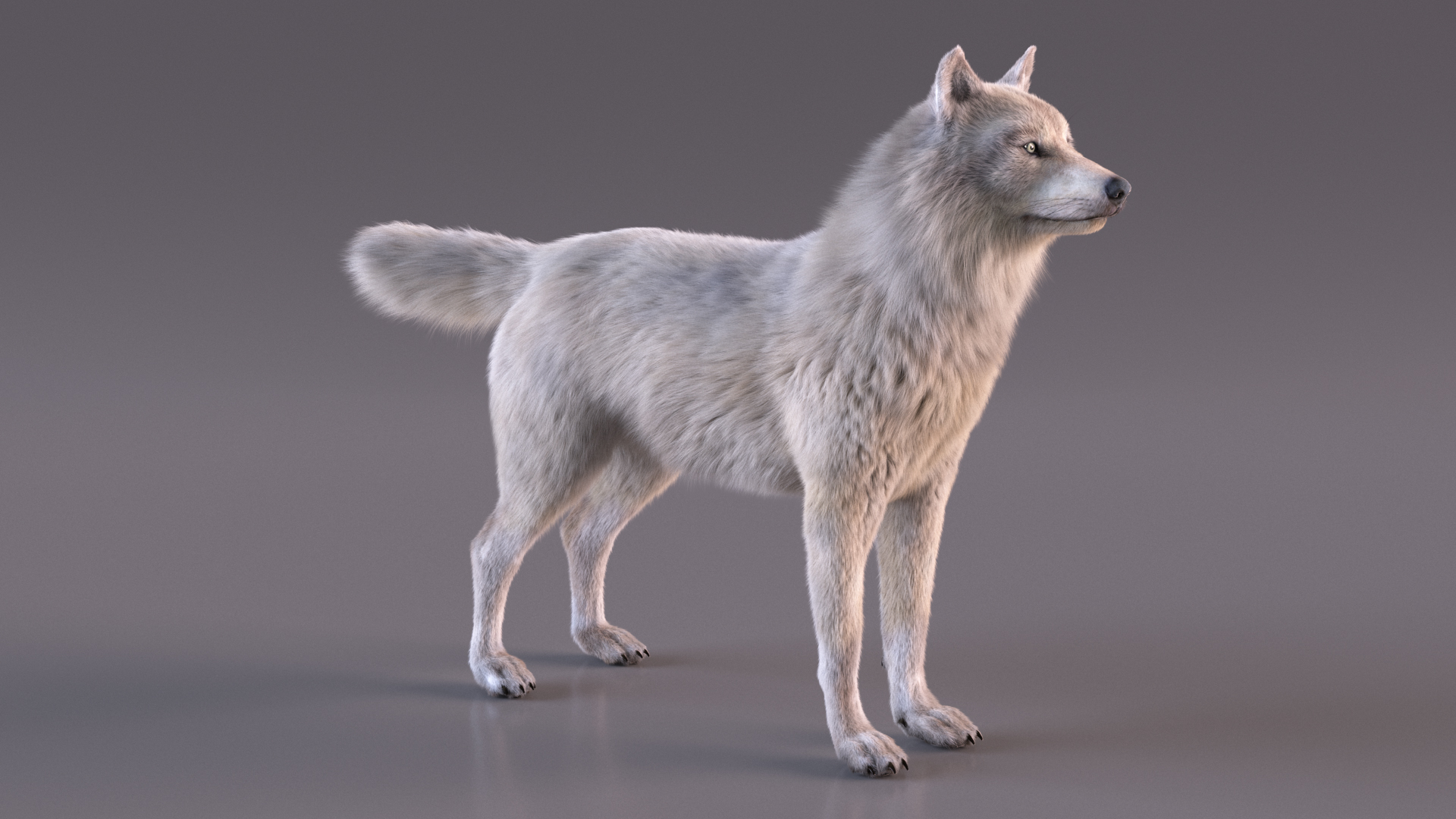 Polar Wolf Fur 3D model