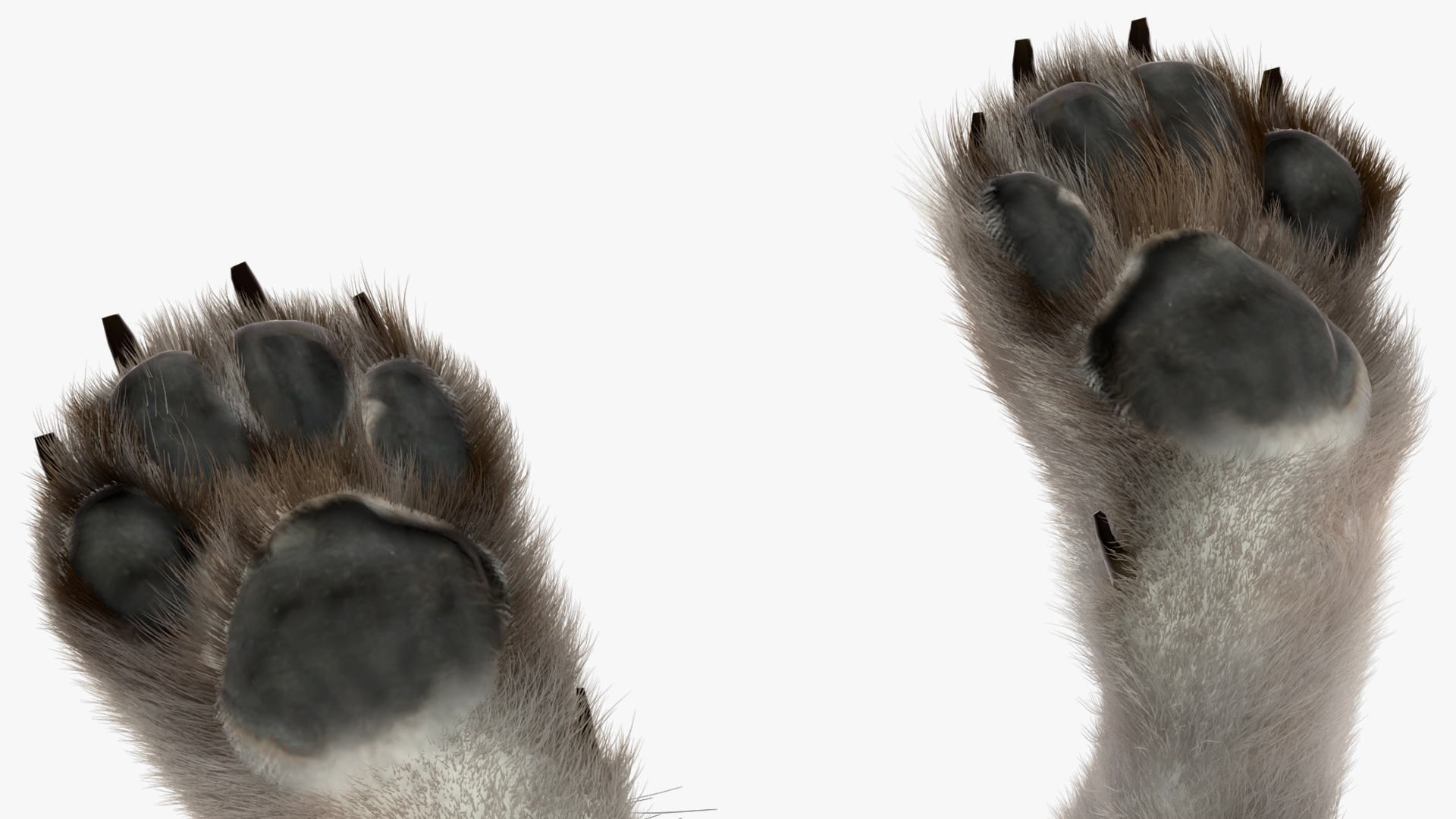 Polar Wolf Fur 3D model