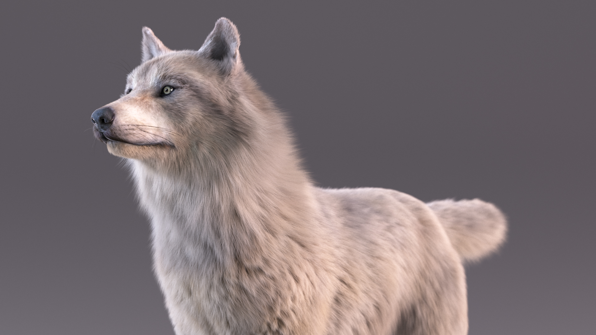 Polar Wolf Fur 3D model