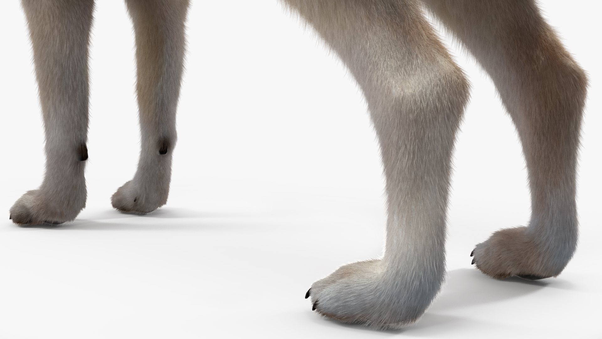 Polar Wolf Fur 3D model