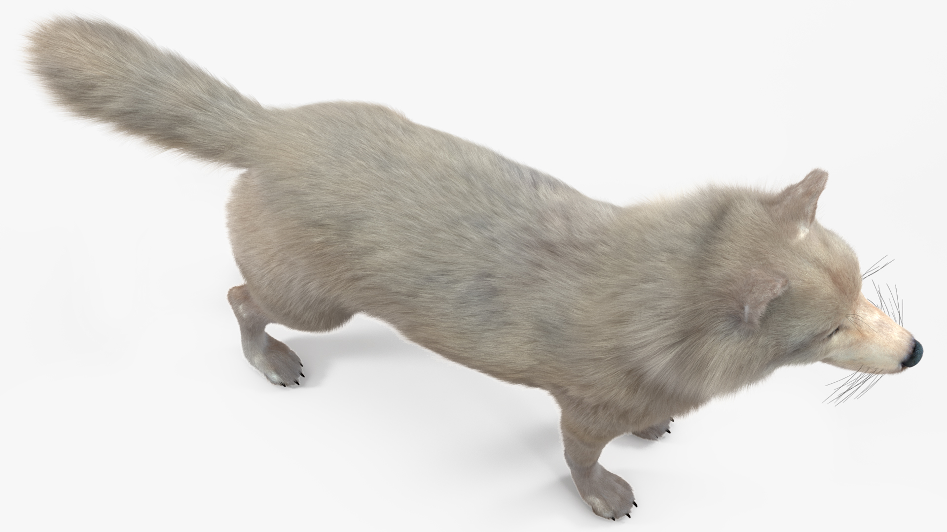 Polar Wolf Fur 3D model