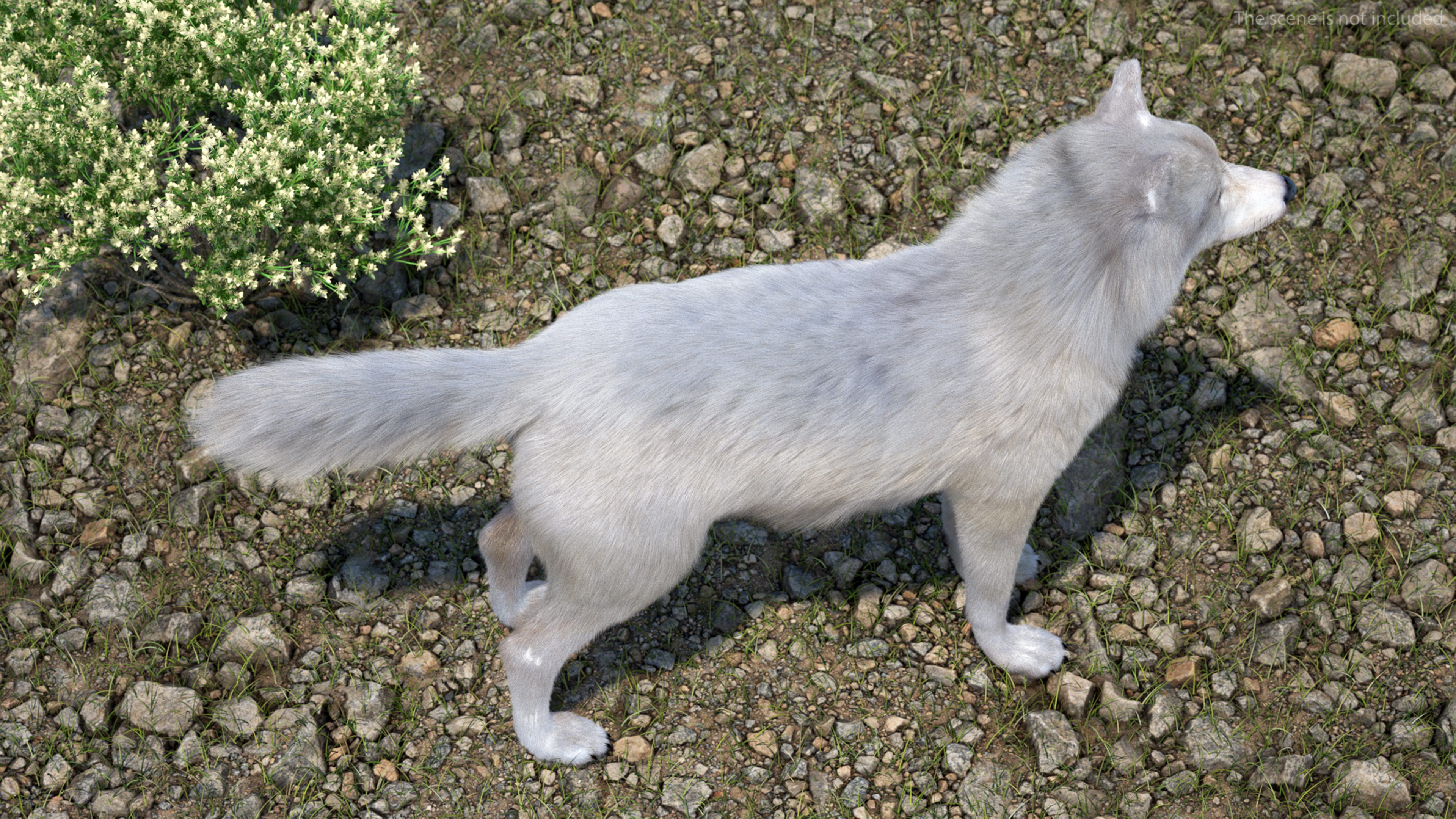 Polar Wolf Fur 3D model