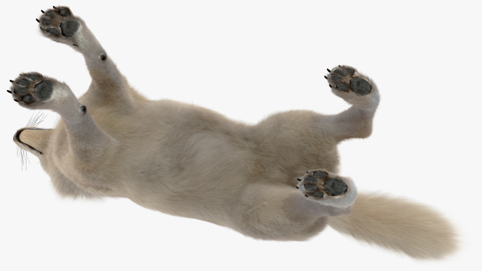 Polar Wolf Fur 3D model
