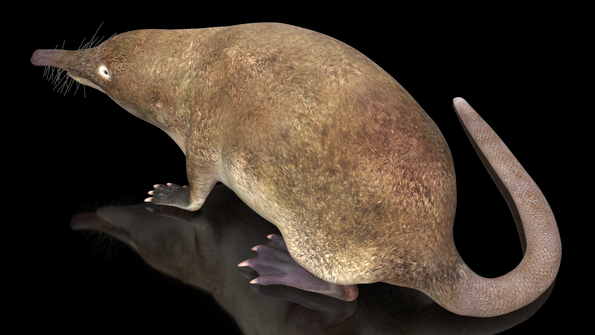 Desmana Moschata Rigged for Cinema 4D 3D