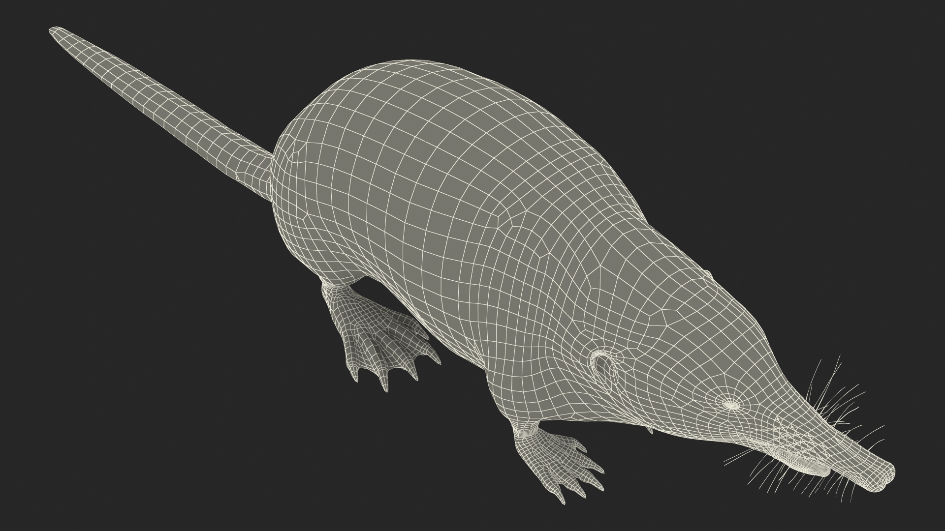 Desmana Moschata Rigged for Cinema 4D 3D