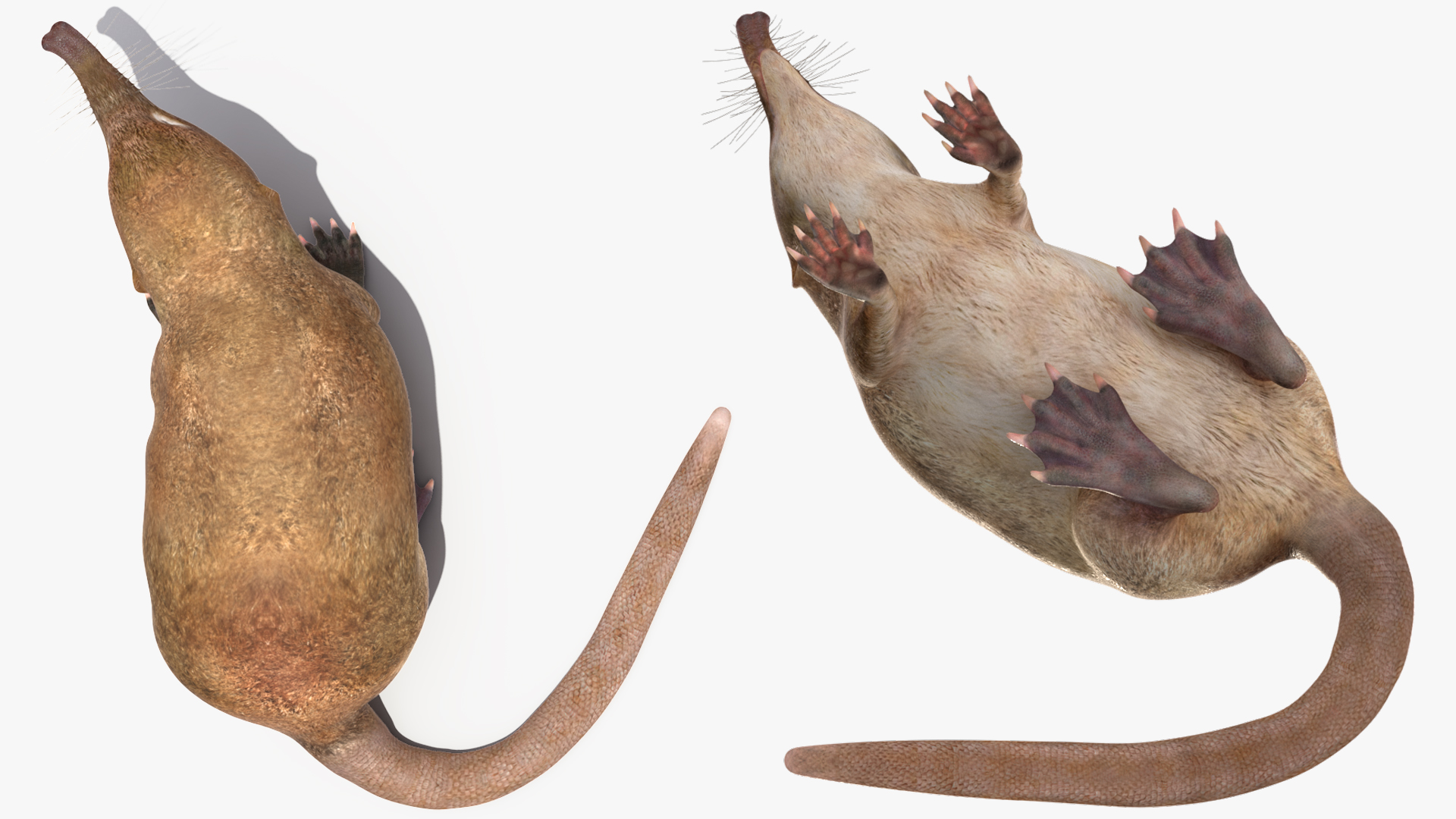 Desmana Moschata Rigged for Cinema 4D 3D
