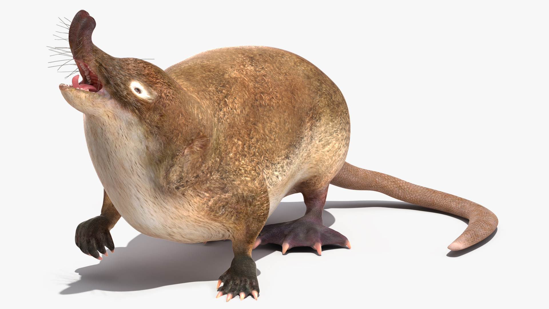 Desmana Moschata Rigged for Cinema 4D 3D