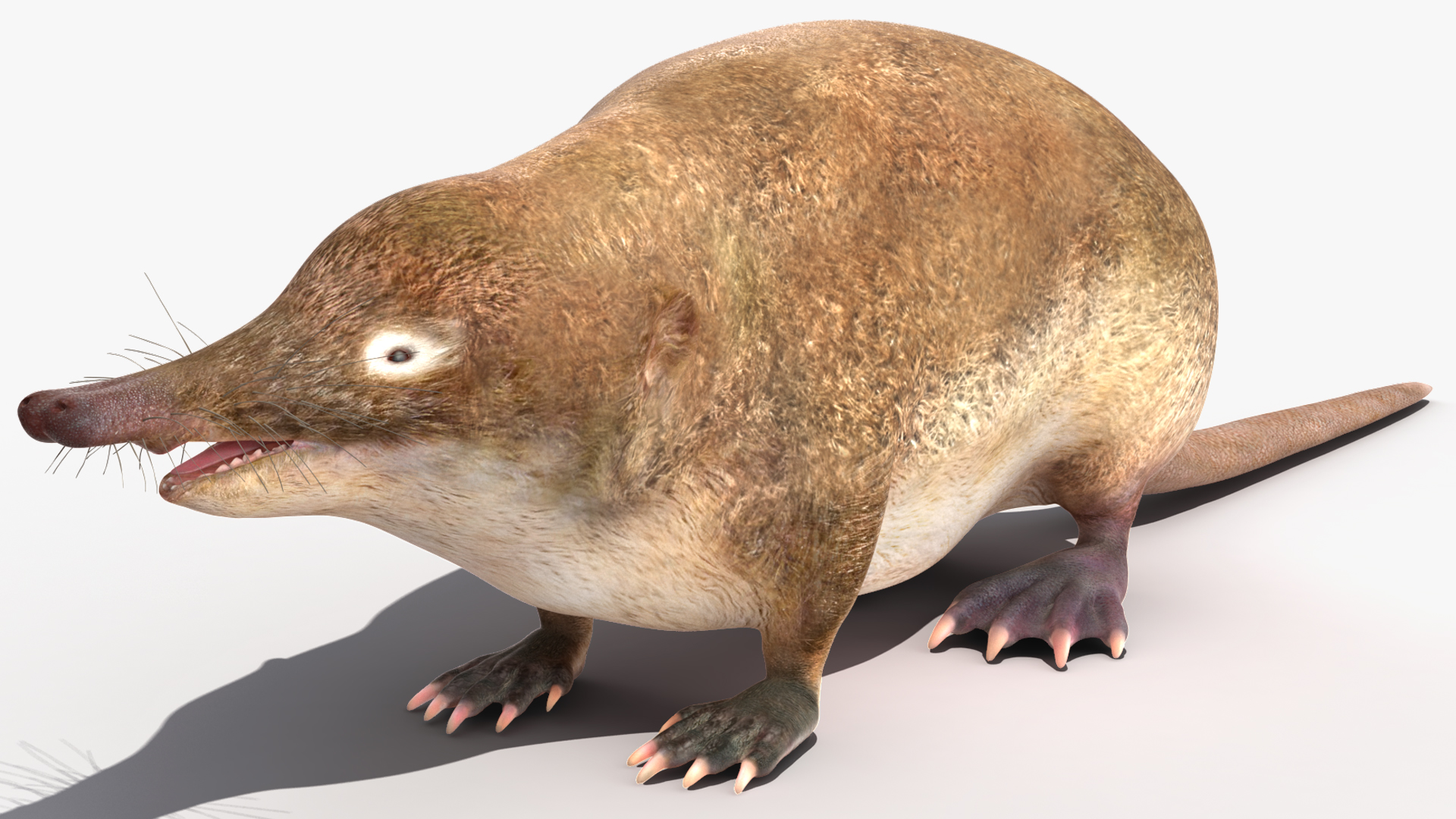 Desmana Moschata Rigged for Cinema 4D 3D