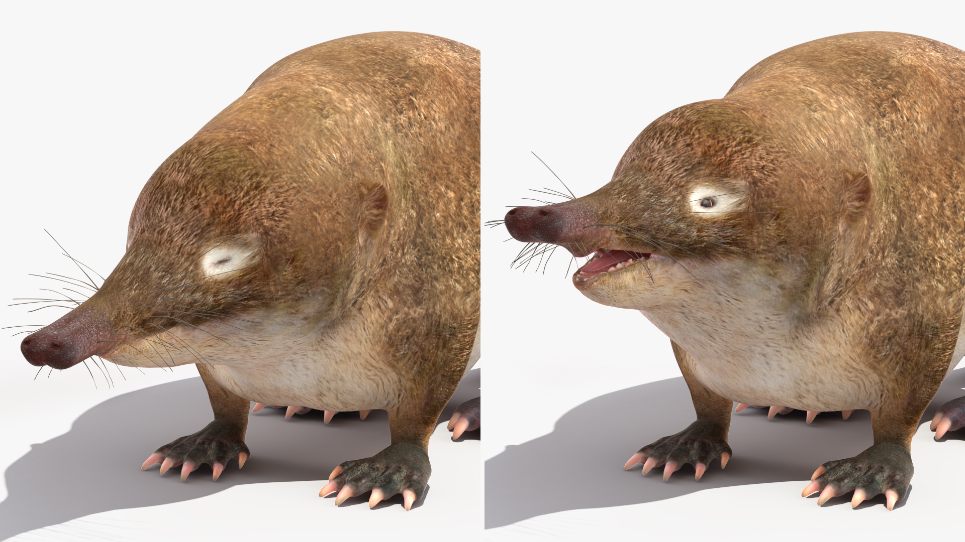 Desmana Moschata Rigged for Cinema 4D 3D