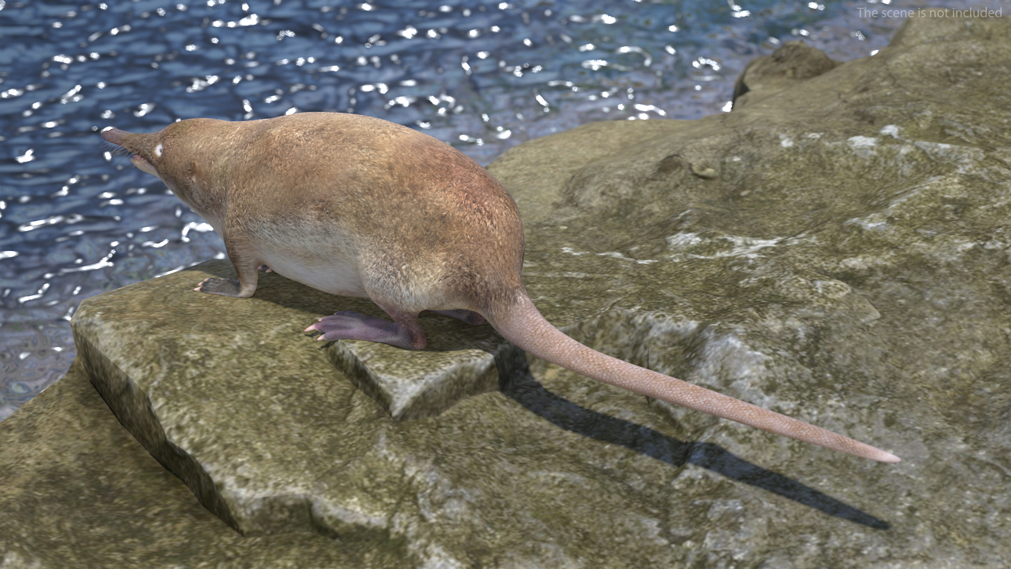 Desmana Moschata Rigged for Cinema 4D 3D