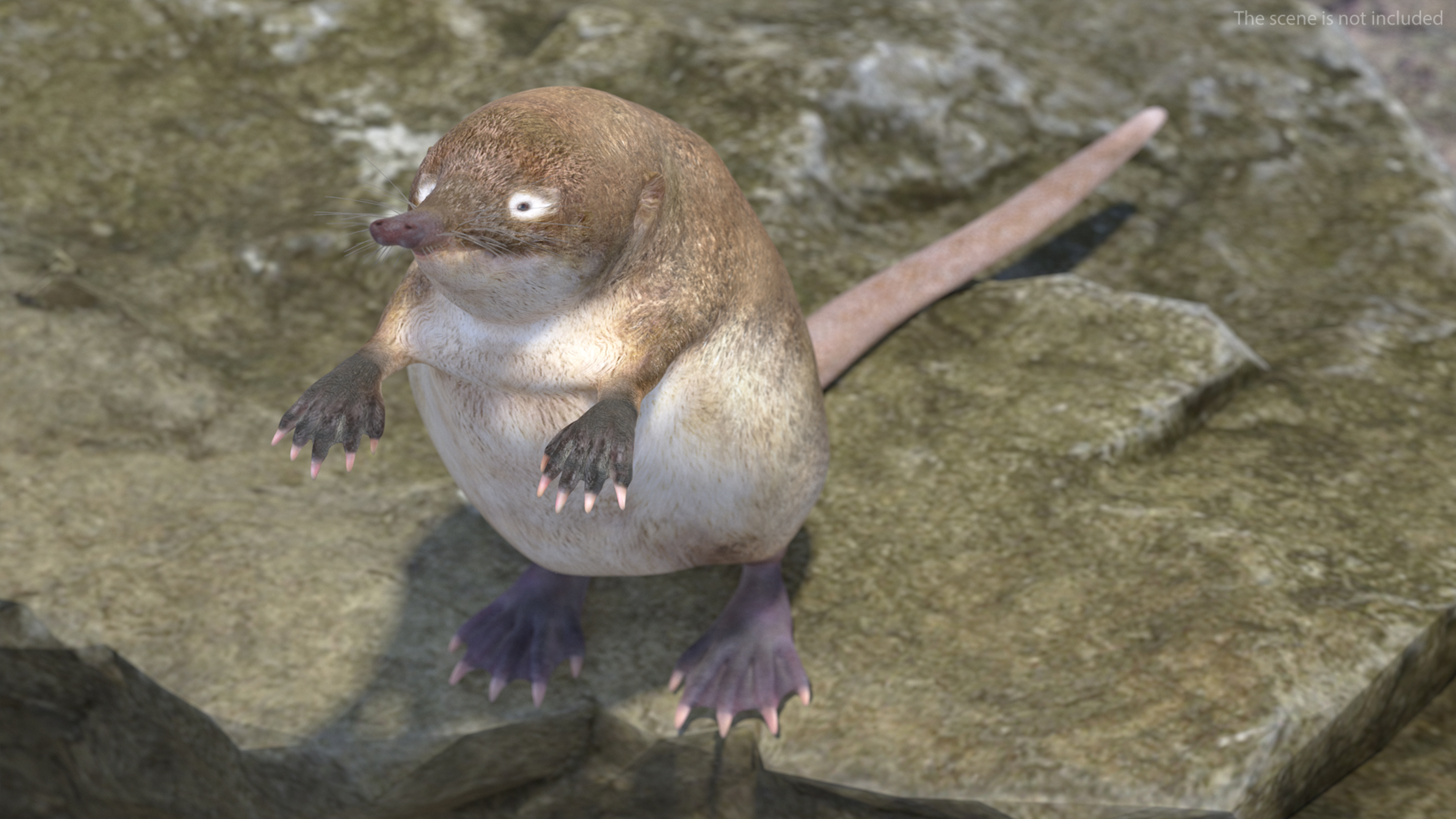 Desmana Moschata Rigged for Cinema 4D 3D