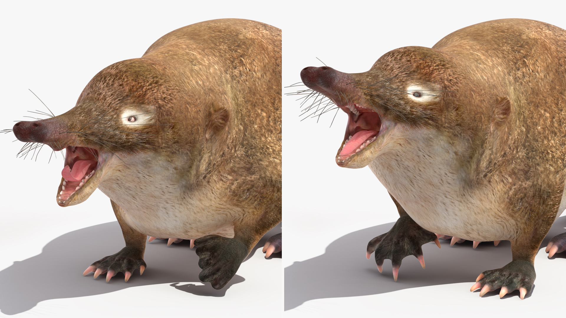 Desmana Moschata Rigged for Cinema 4D 3D